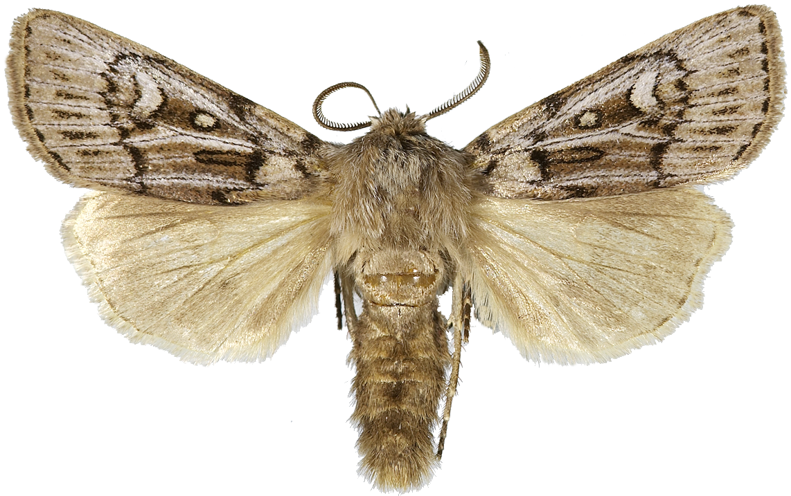 : Agrotis fatidica.