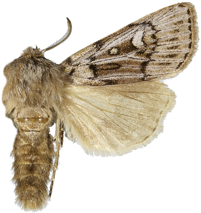 : Agrotis fatidica.