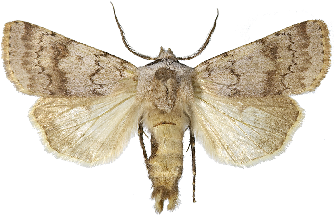 : Agrotis cinerea.