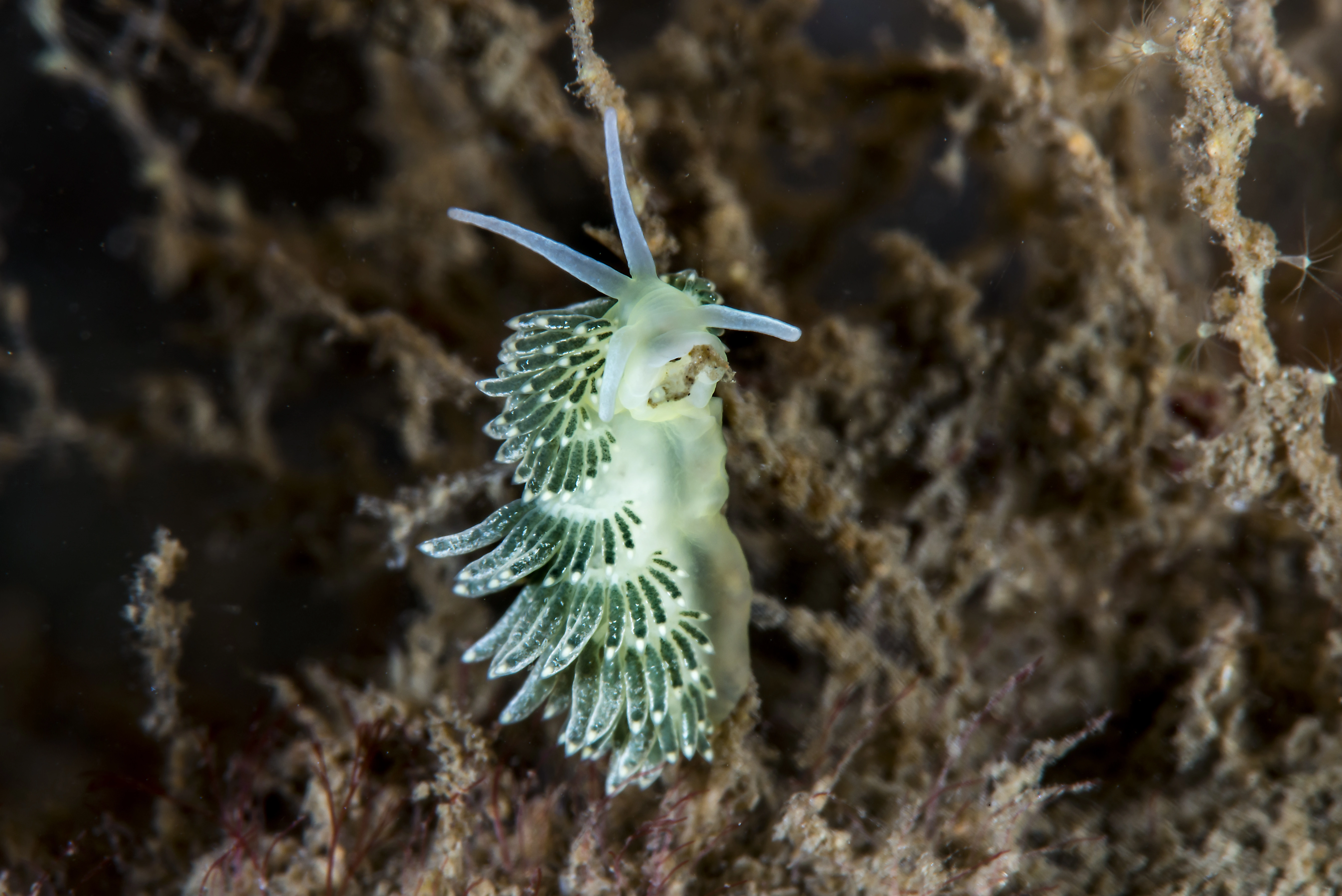 : Diaphoreolis viridis.