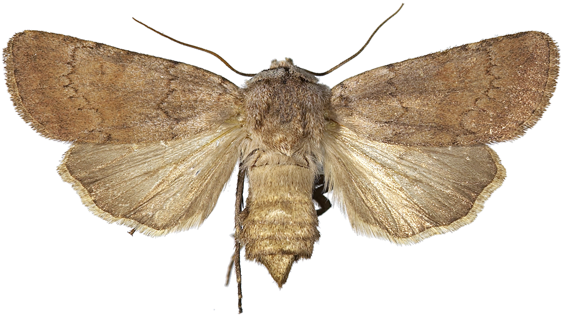 : Agrotis cinerea.