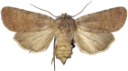 : Agrotis cinerea.