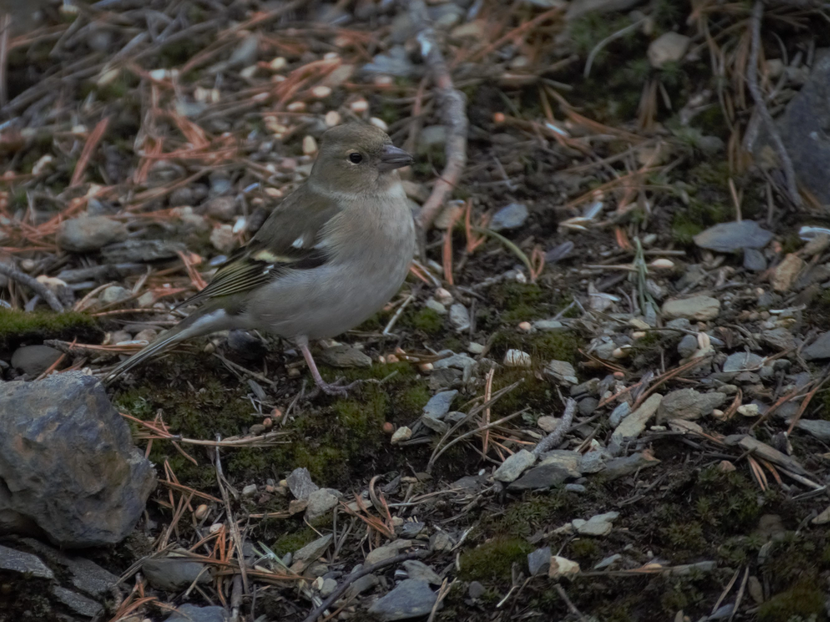 : Fringilla coelebs.