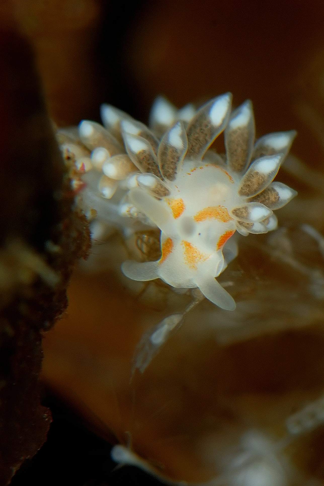 : Trinchesia foliata.