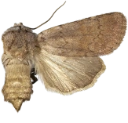 : Agrotis cinerea.