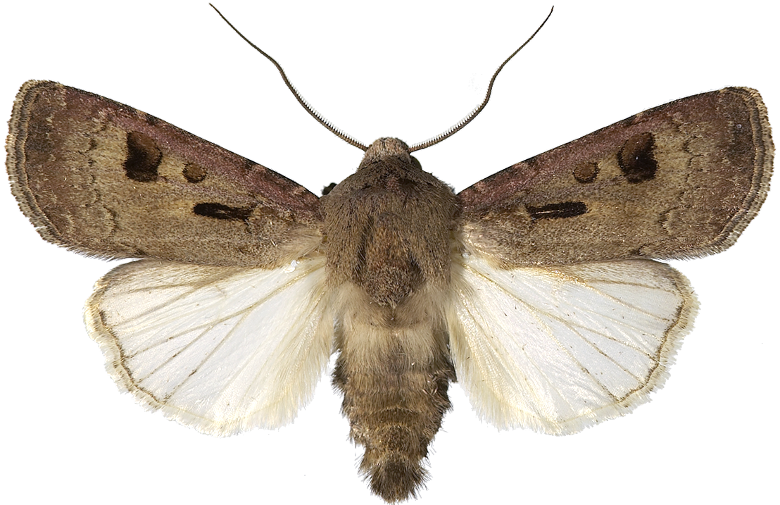 : Agrotis exclamationis.