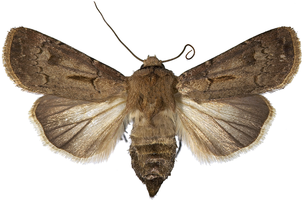 : Agrotis exclamationis.