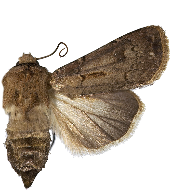 : Agrotis exclamationis.