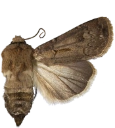 : Agrotis exclamationis.