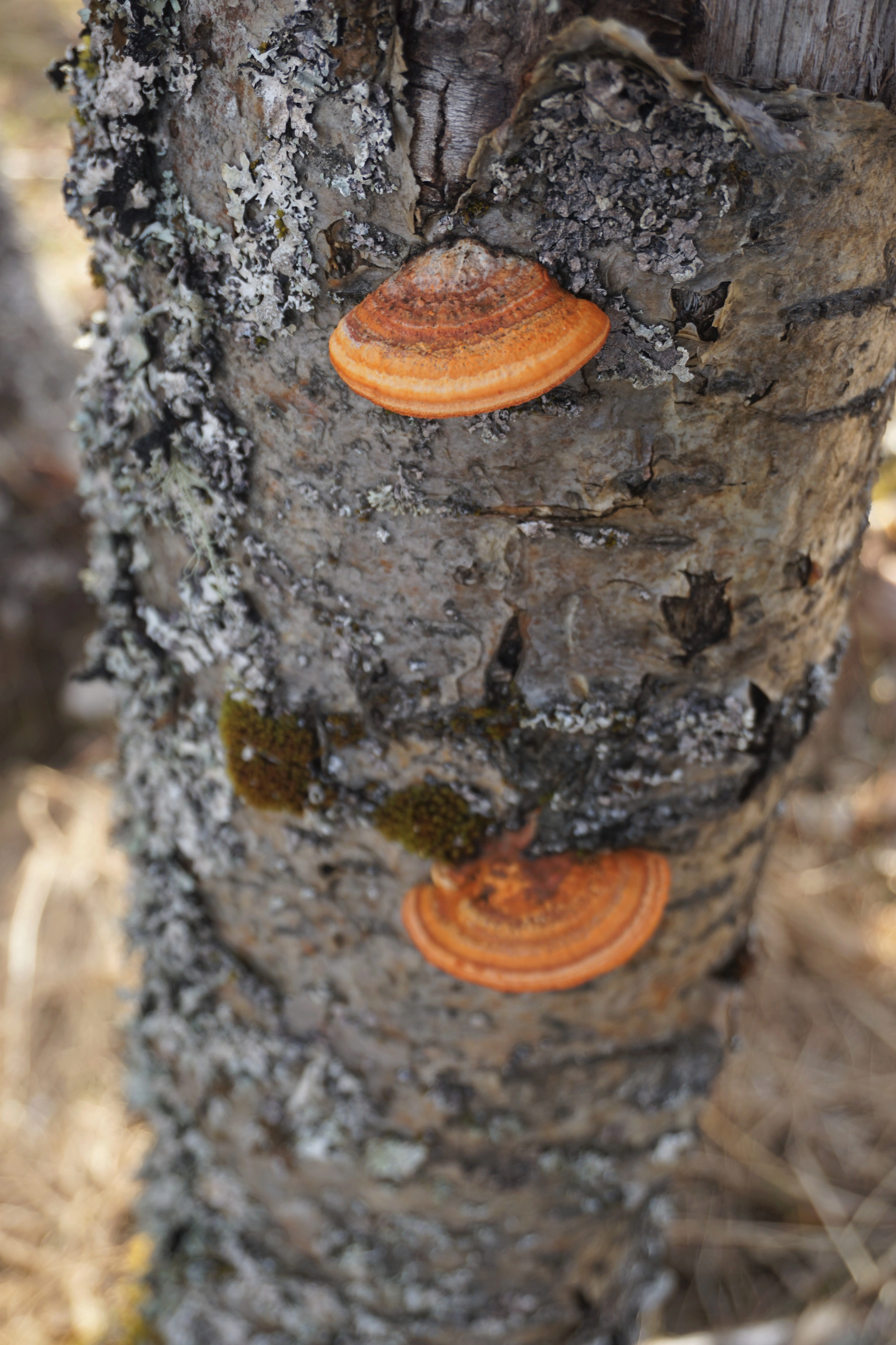 : Trametes cinnabarina.