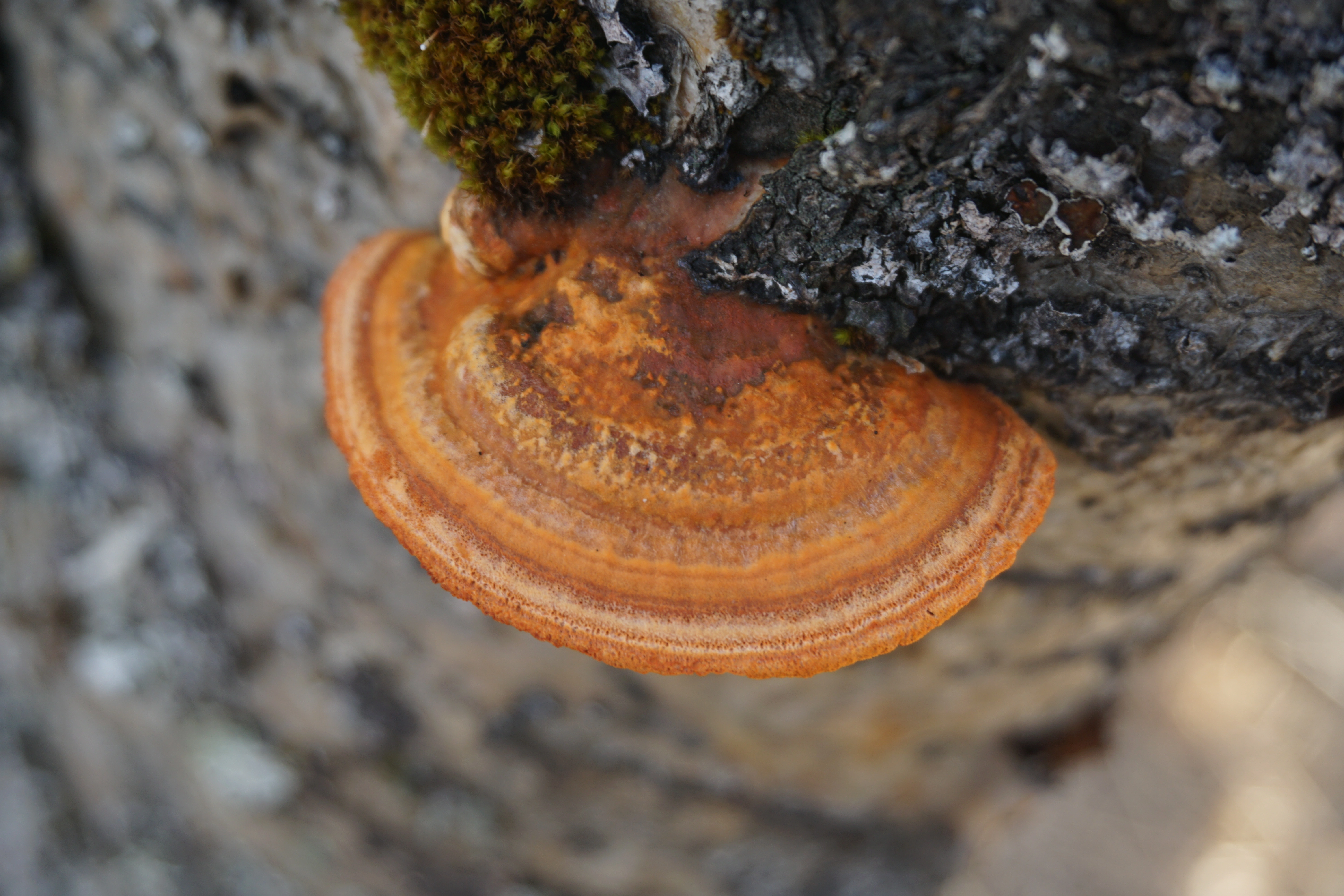 : Trametes cinnabarina.