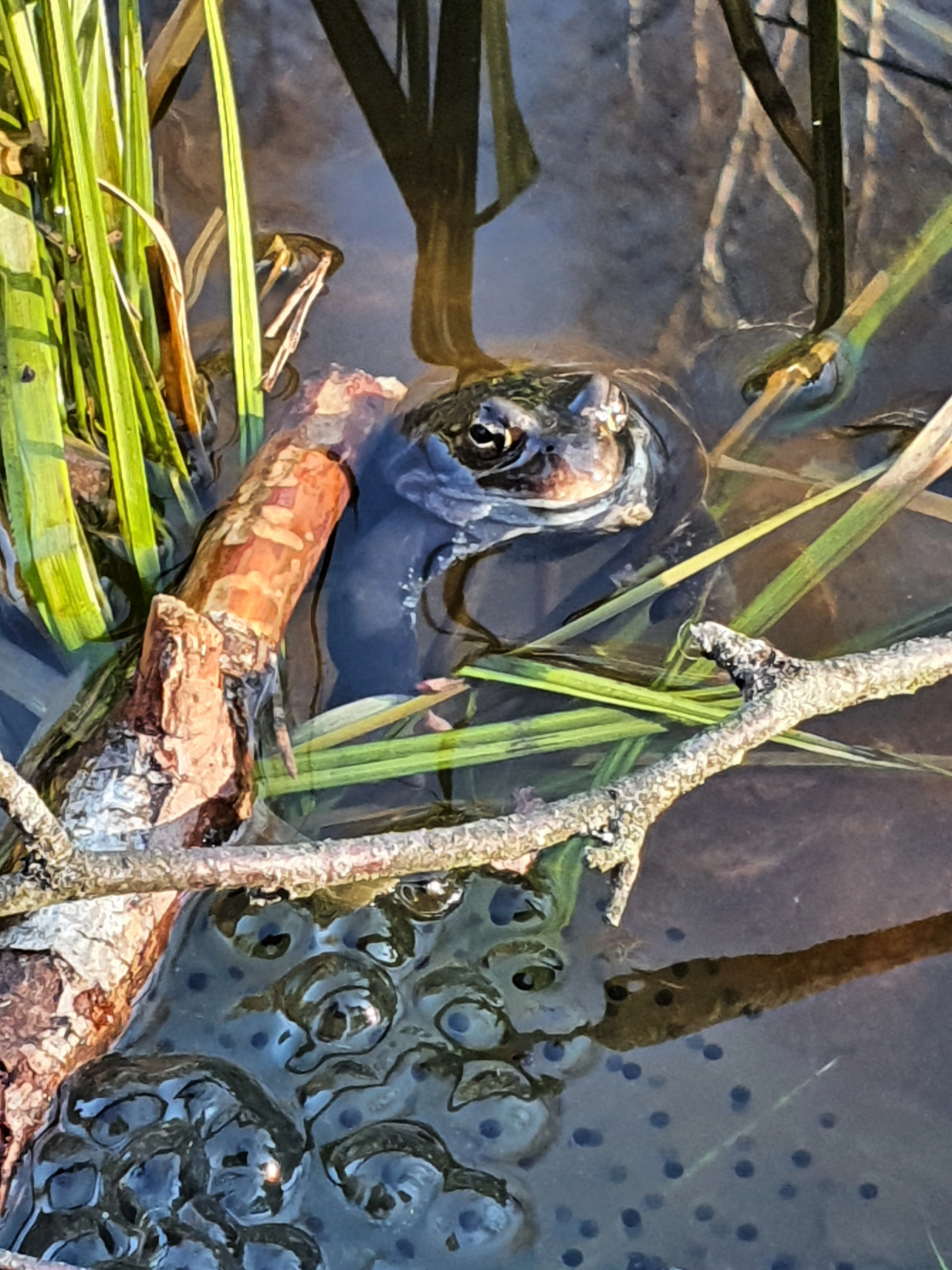 : Rana (Rana) temporaria.