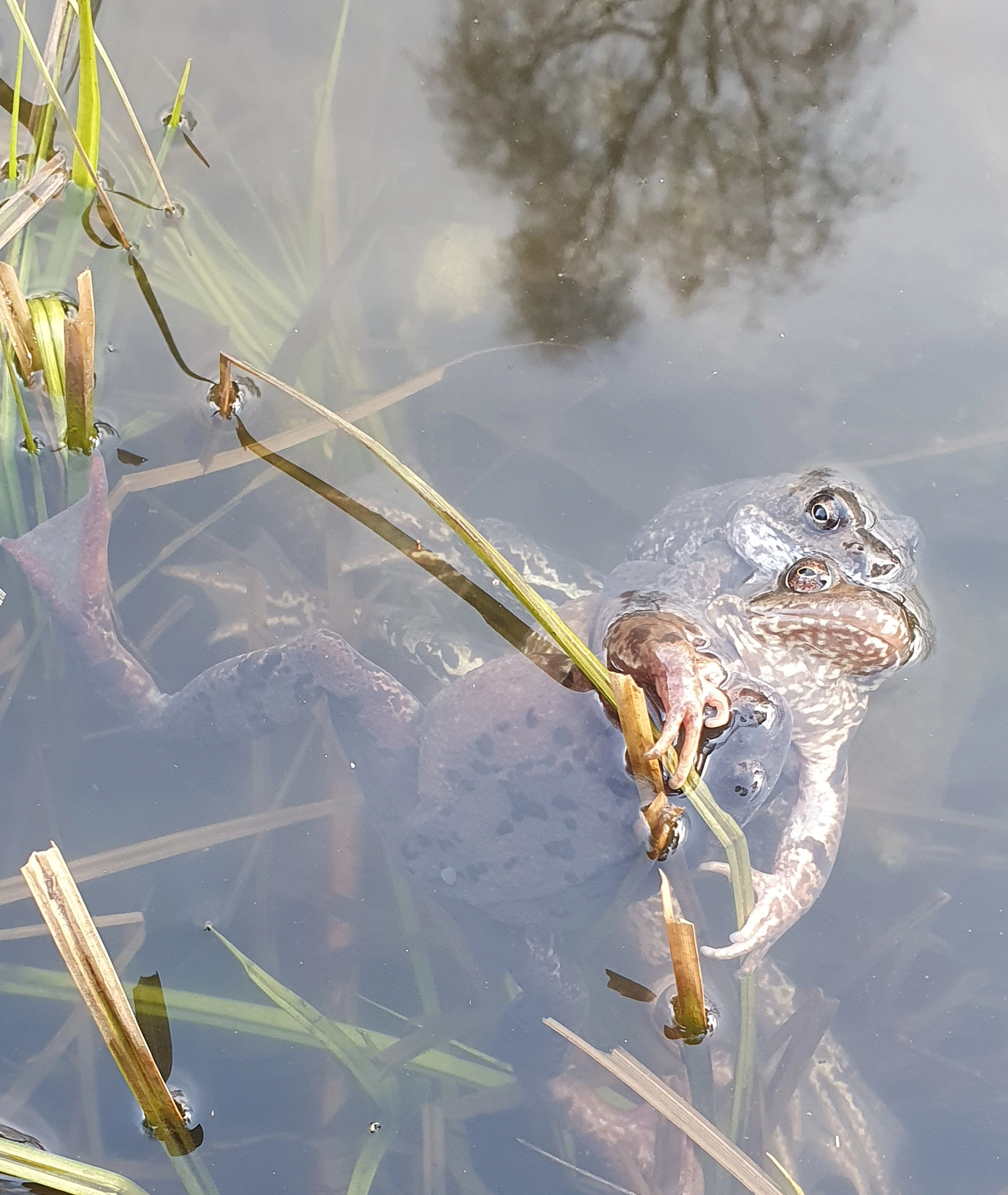 : Rana (Rana) temporaria.