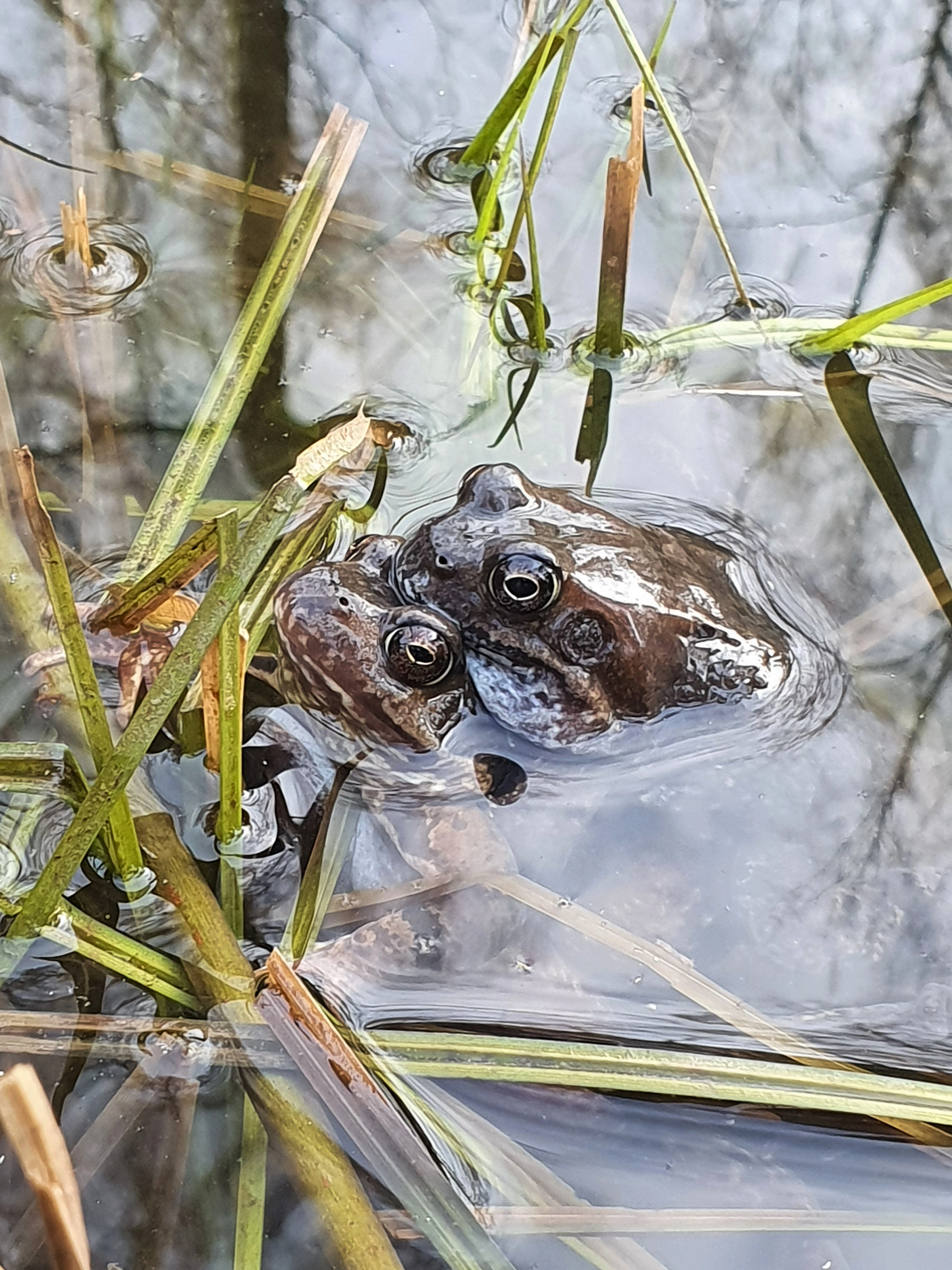 : Rana (Rana) temporaria.