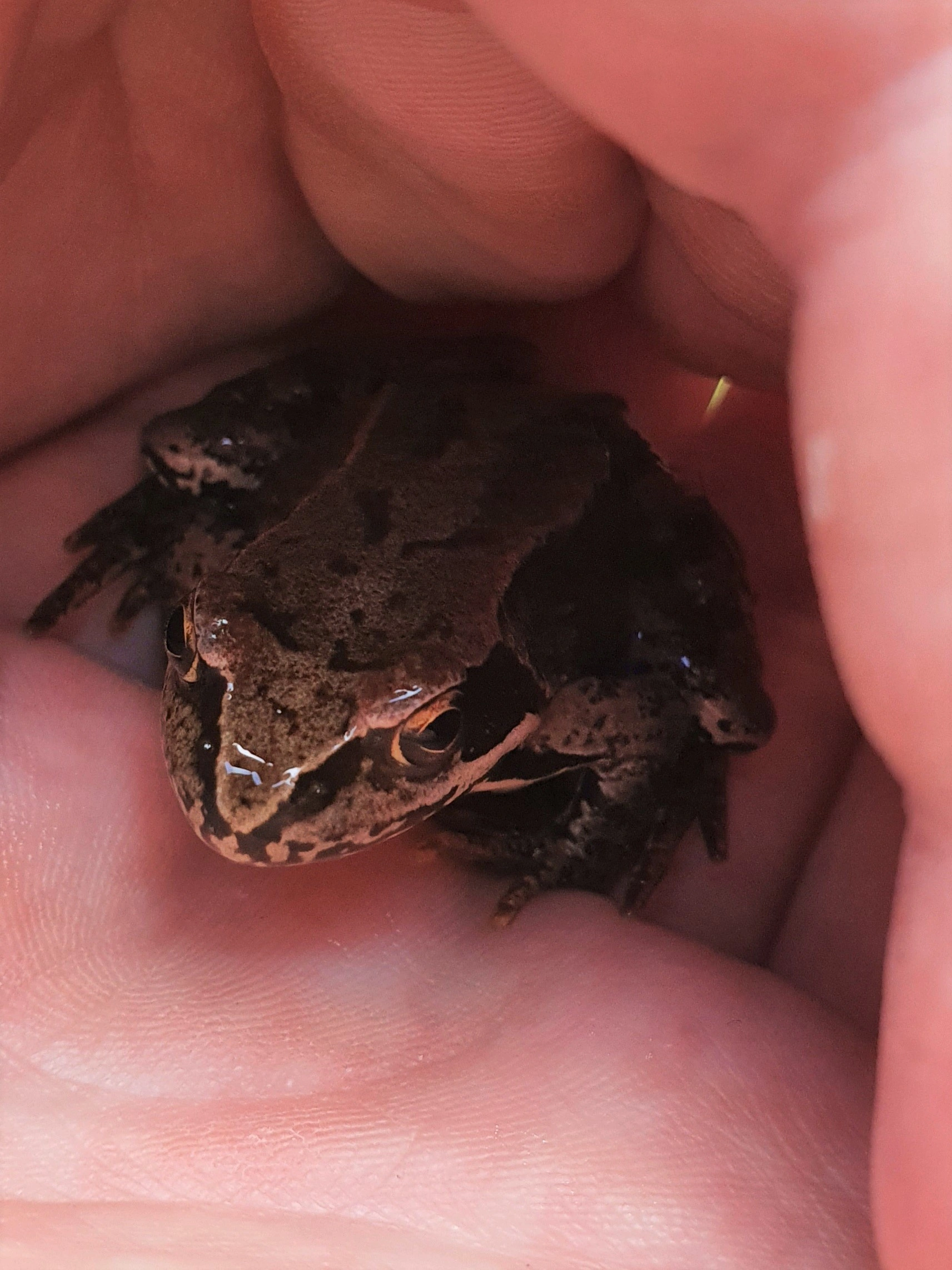 : Rana (Rana) temporaria.