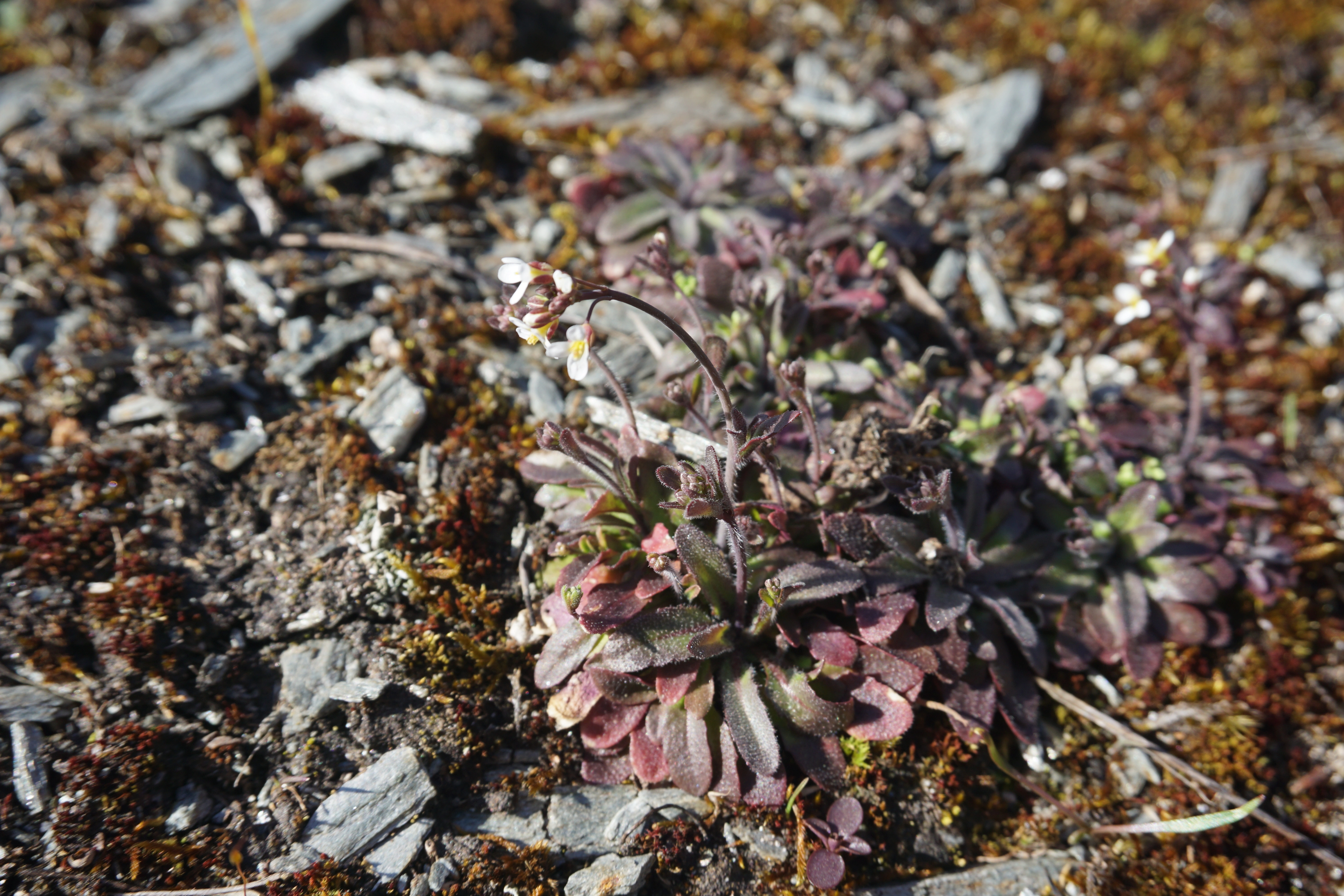 : Arabidopsis thaliana.