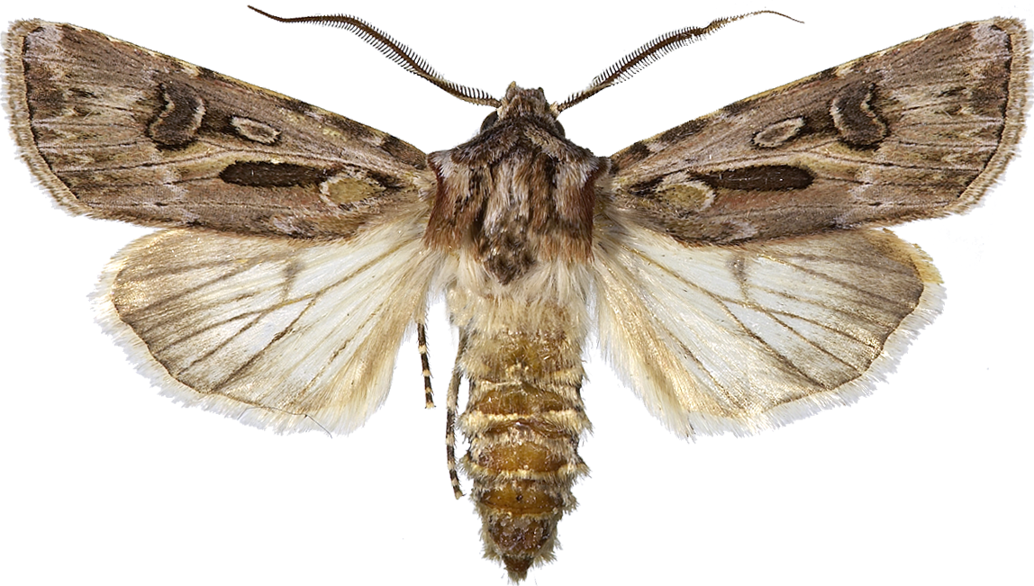 : Agrotis vestigialis.