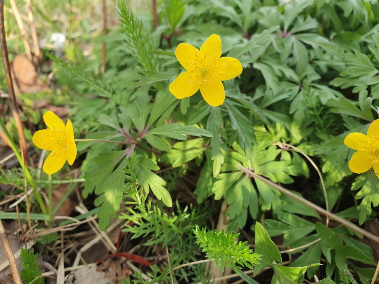 : Anemone ranunculoides.