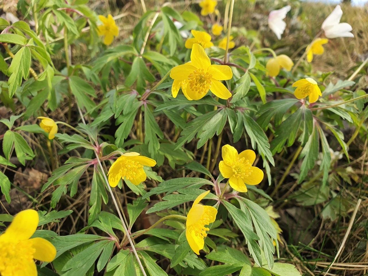 : Anemone ranunculoides.