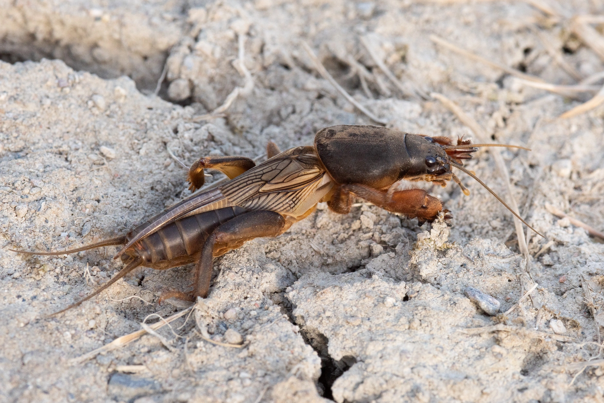 : Gryllotalpa gryllotalpa.