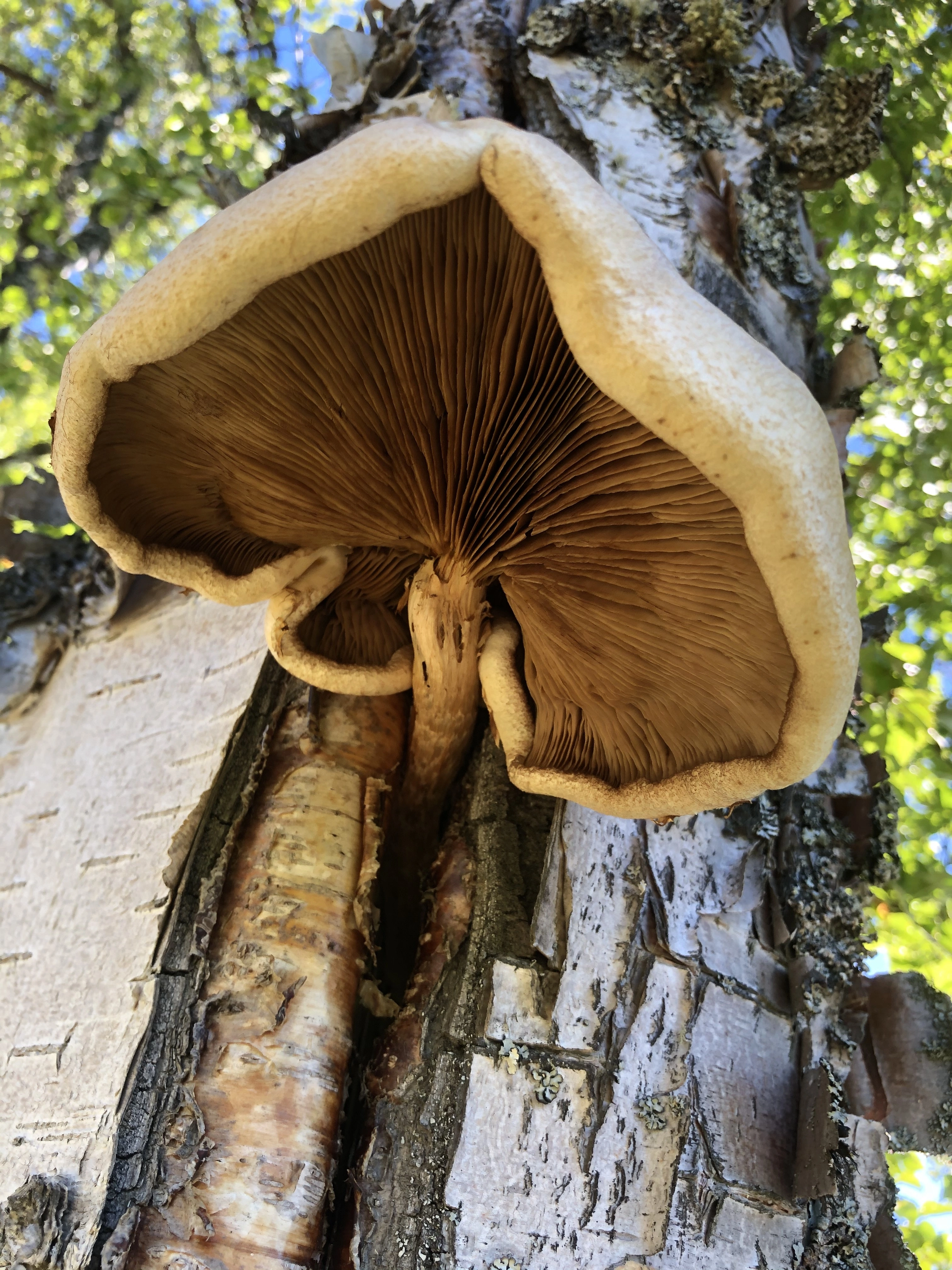 : Hemipholiota heteroclita.