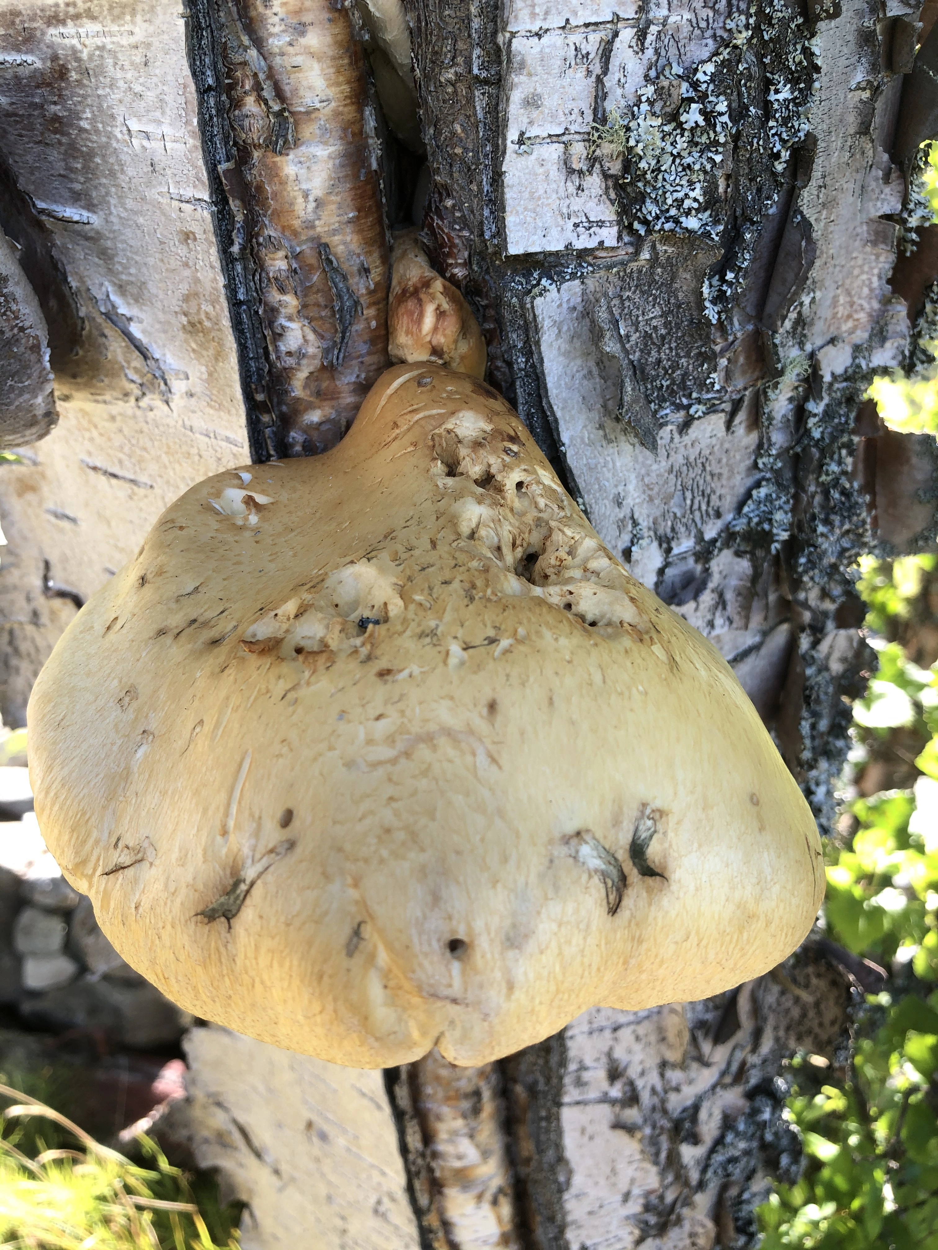 : Hemipholiota heteroclita.