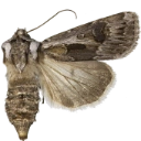 : Agrotis vestigialis.