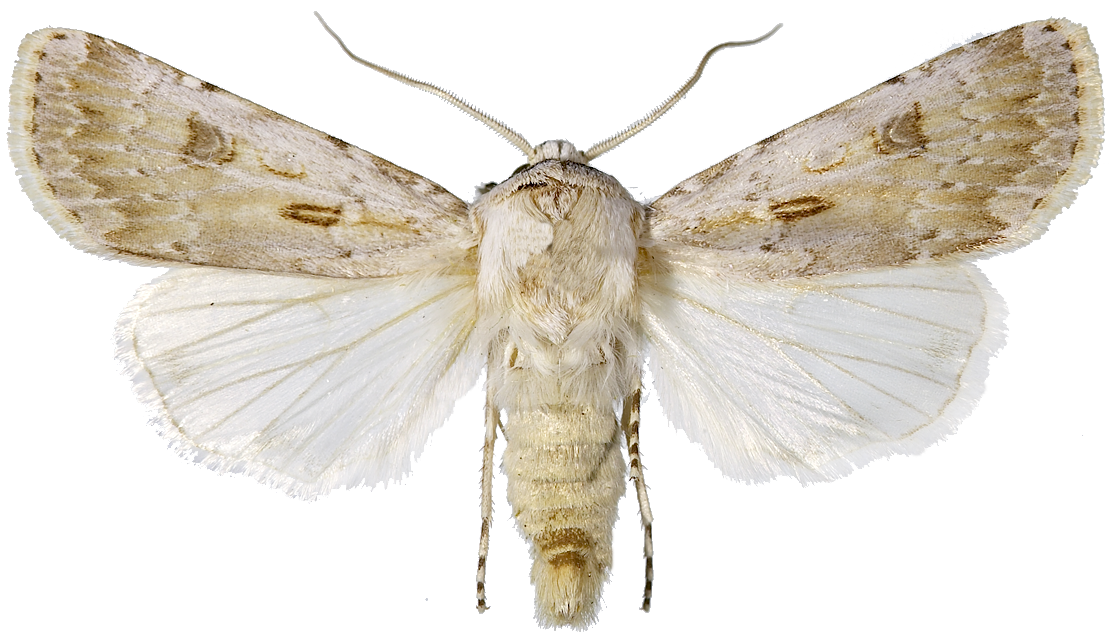 : Agrotis ripae.