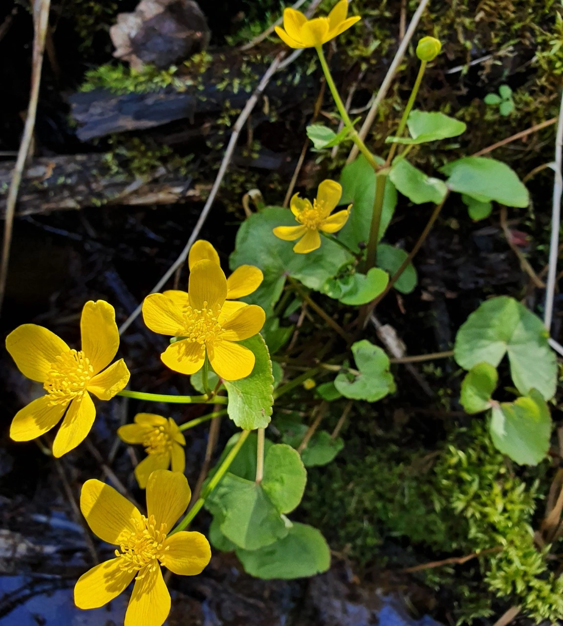 : Caltha palustris.