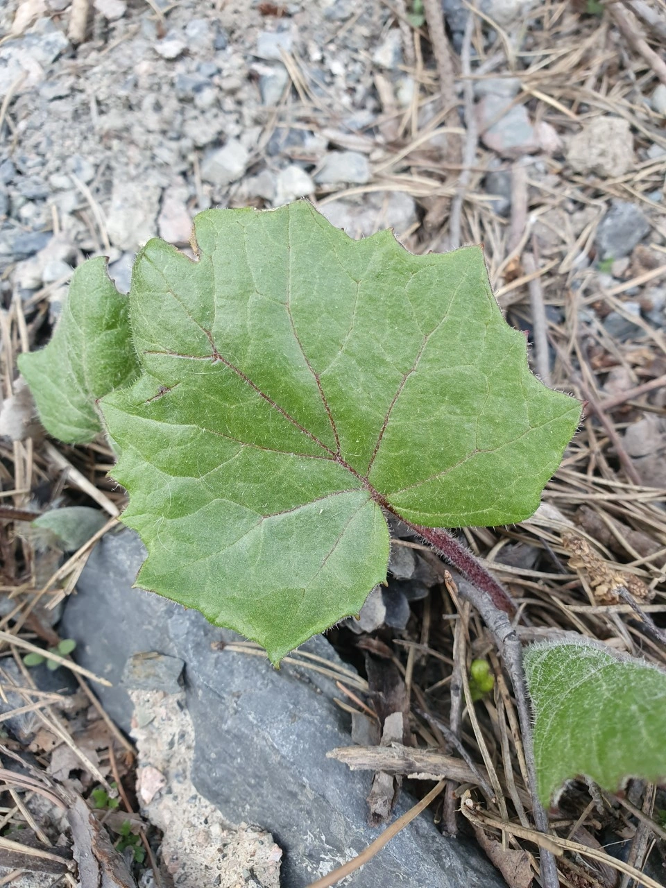 : Tussilago farfara.