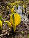 : Lysichiton americanus.