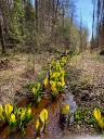 : Lysichiton americanus.