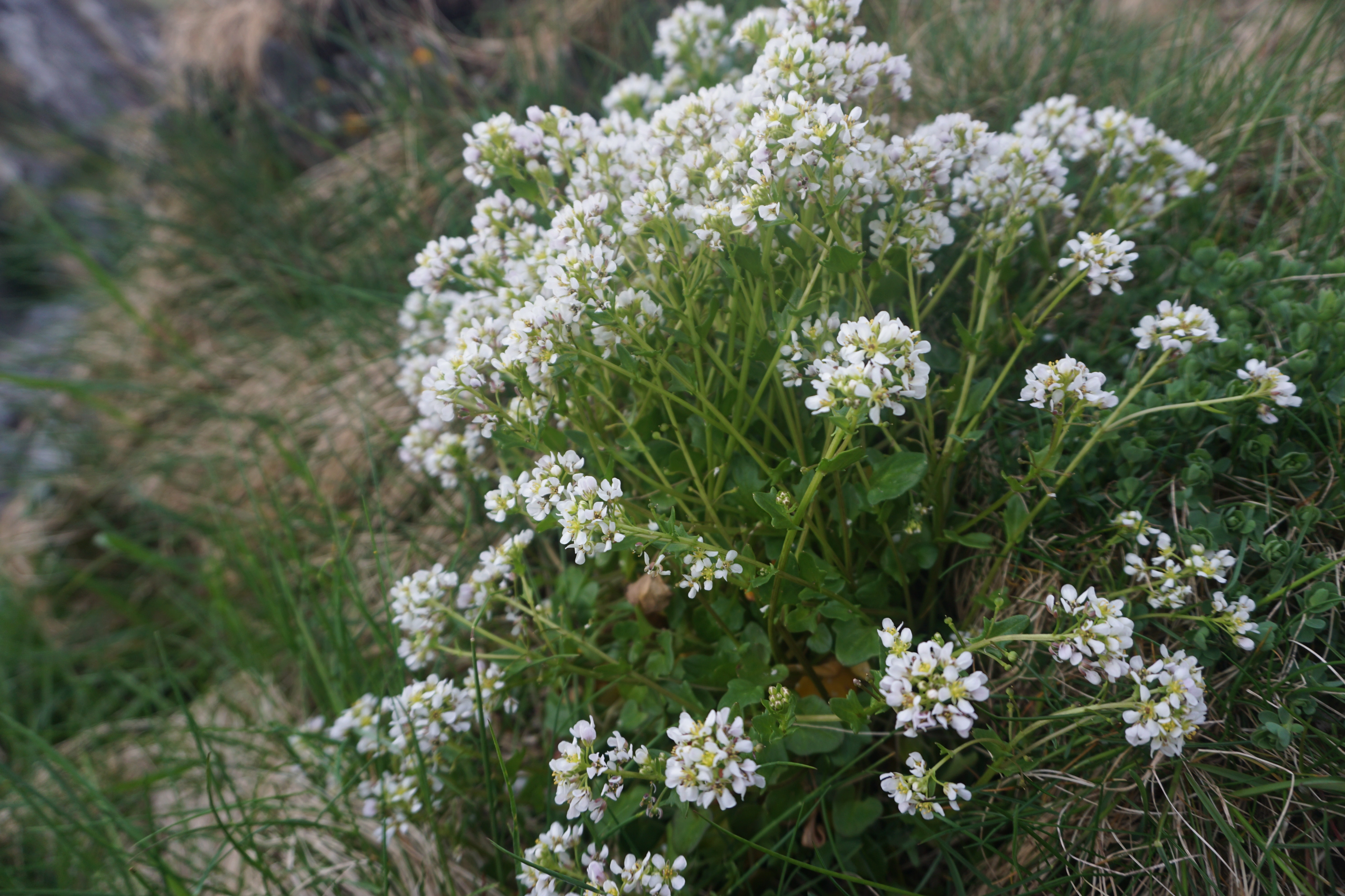 : Cochlearia officinalis.