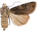 : Agrotis puta.