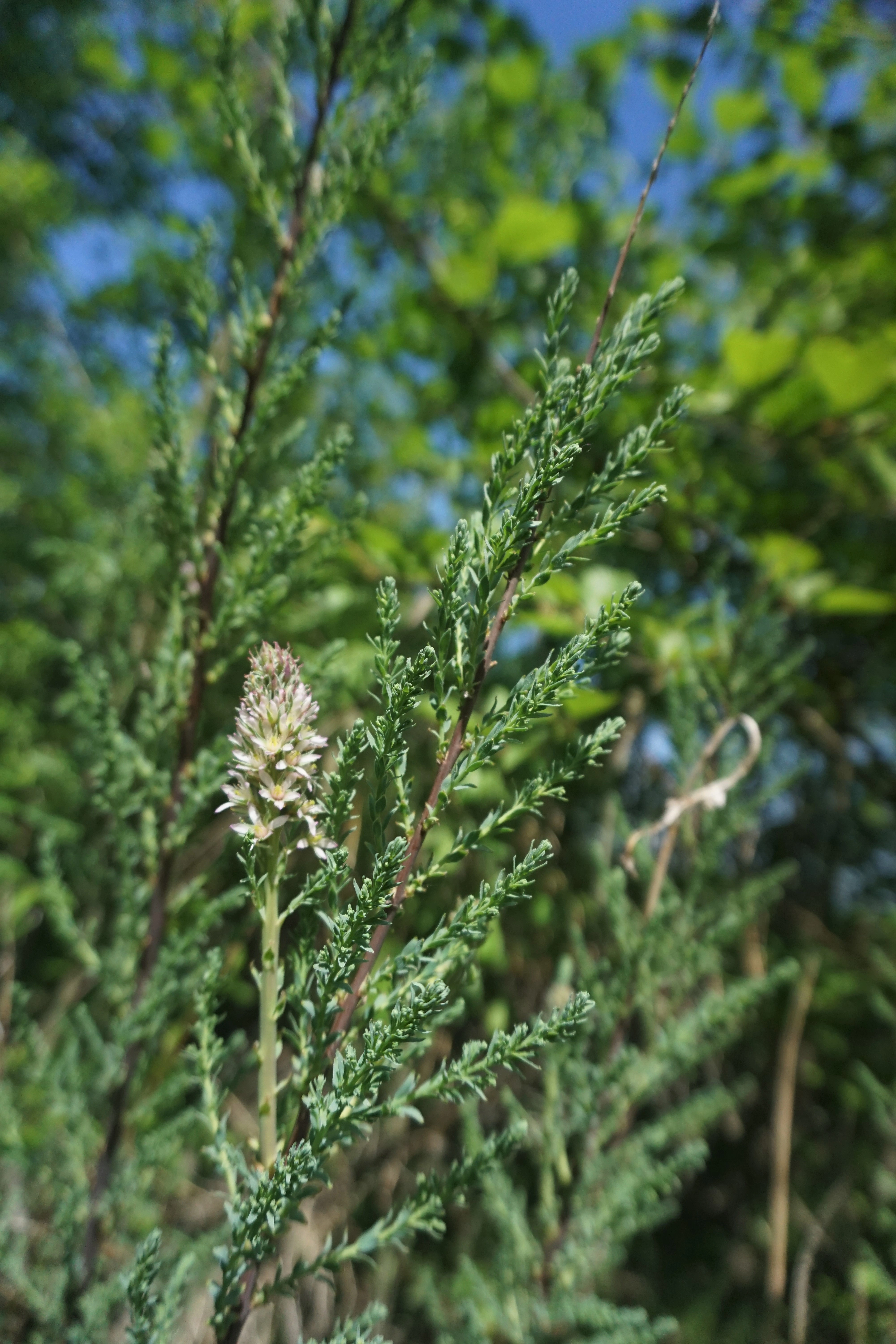 : Myricaria germanica.