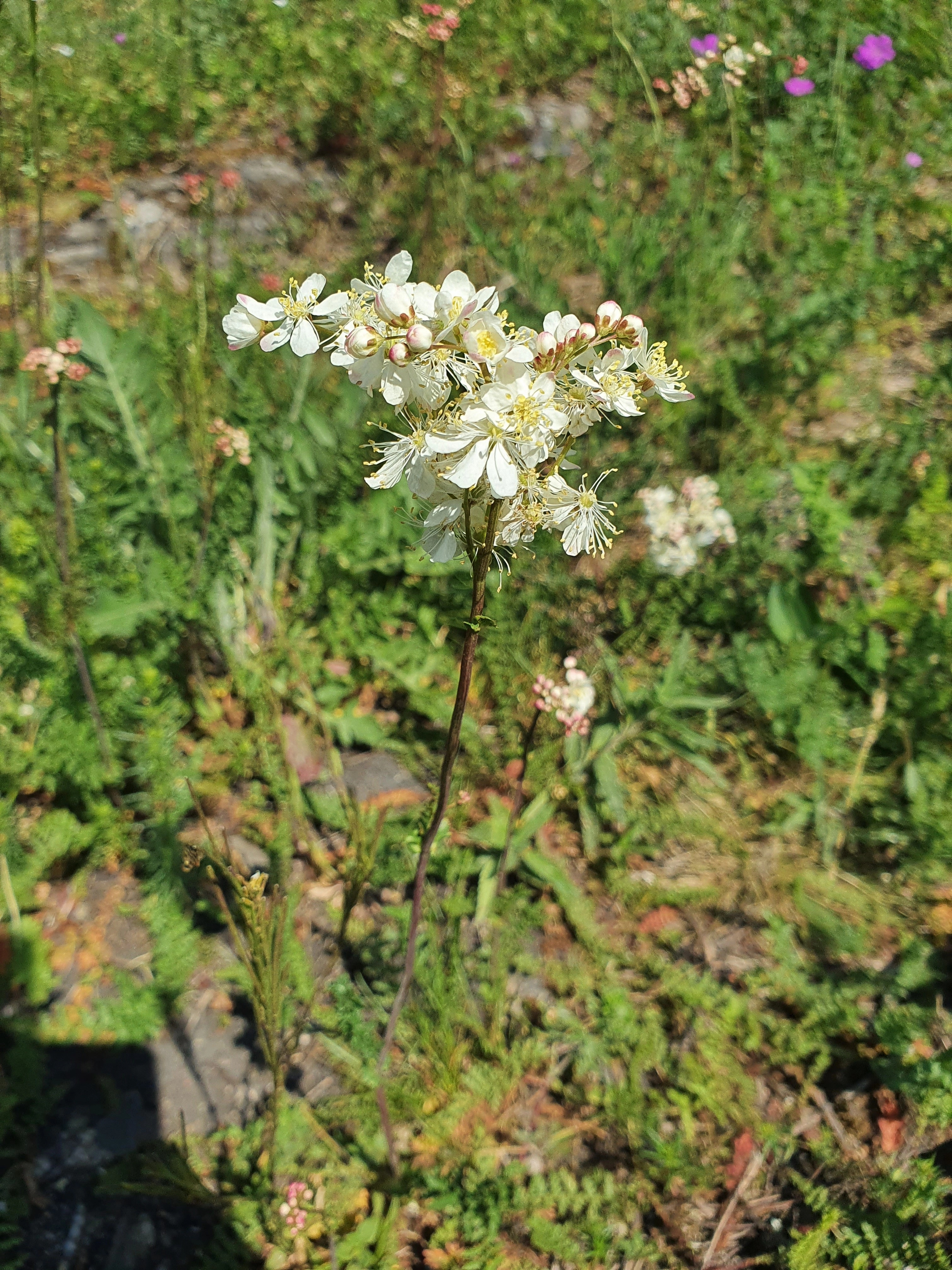 : Filipendula vulgaris.