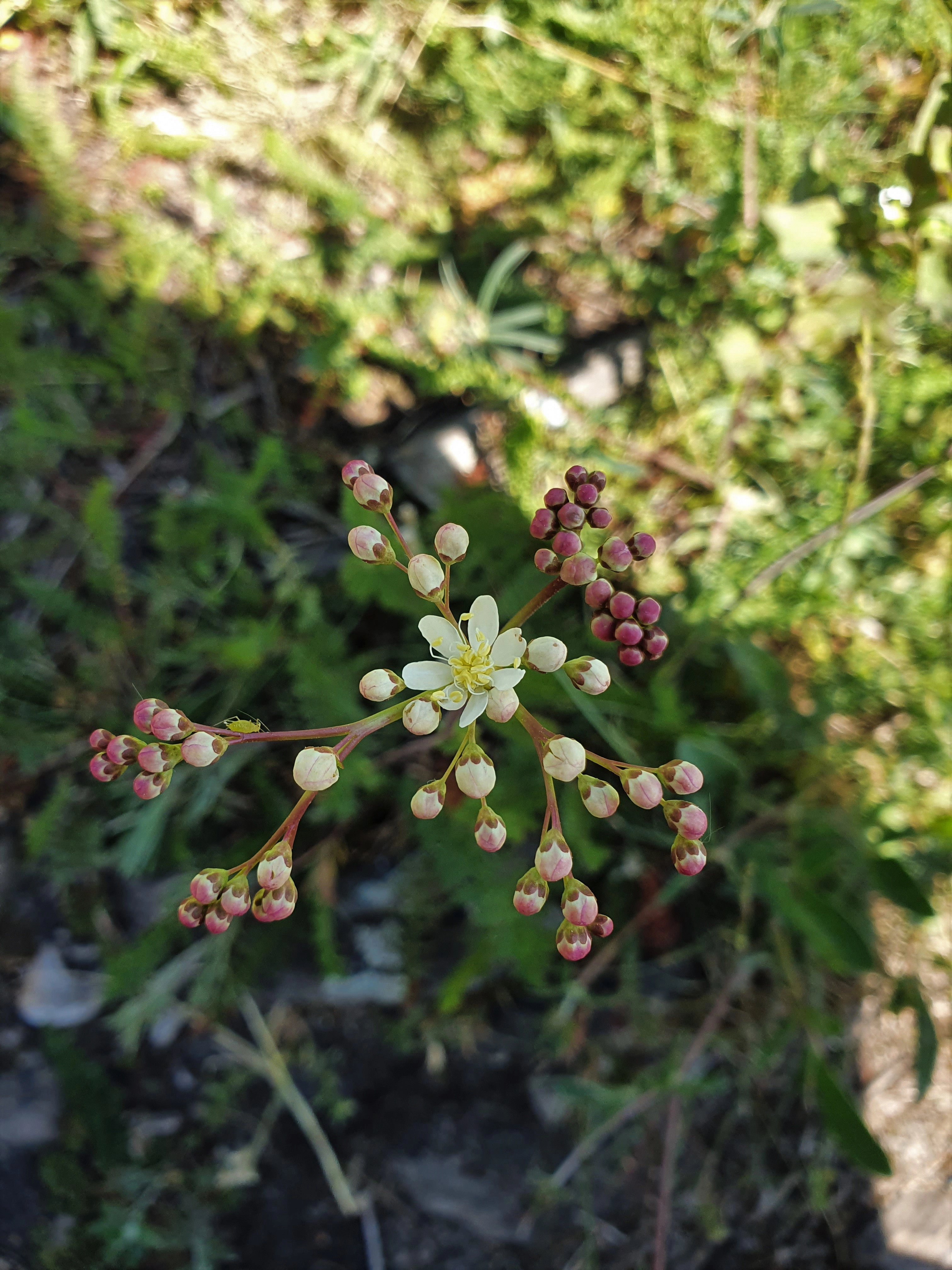 : Filipendula vulgaris.