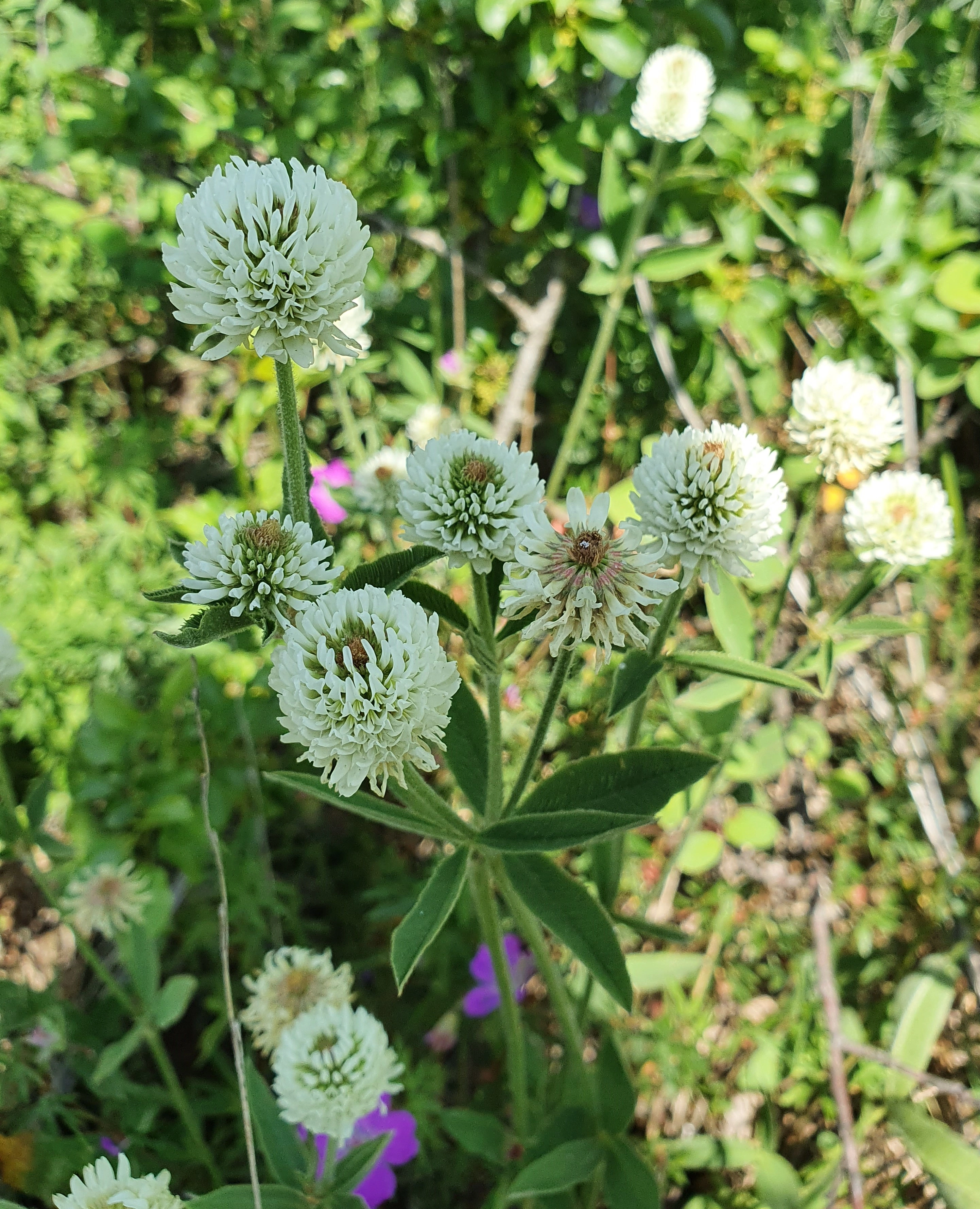 : Trifolium montanum.