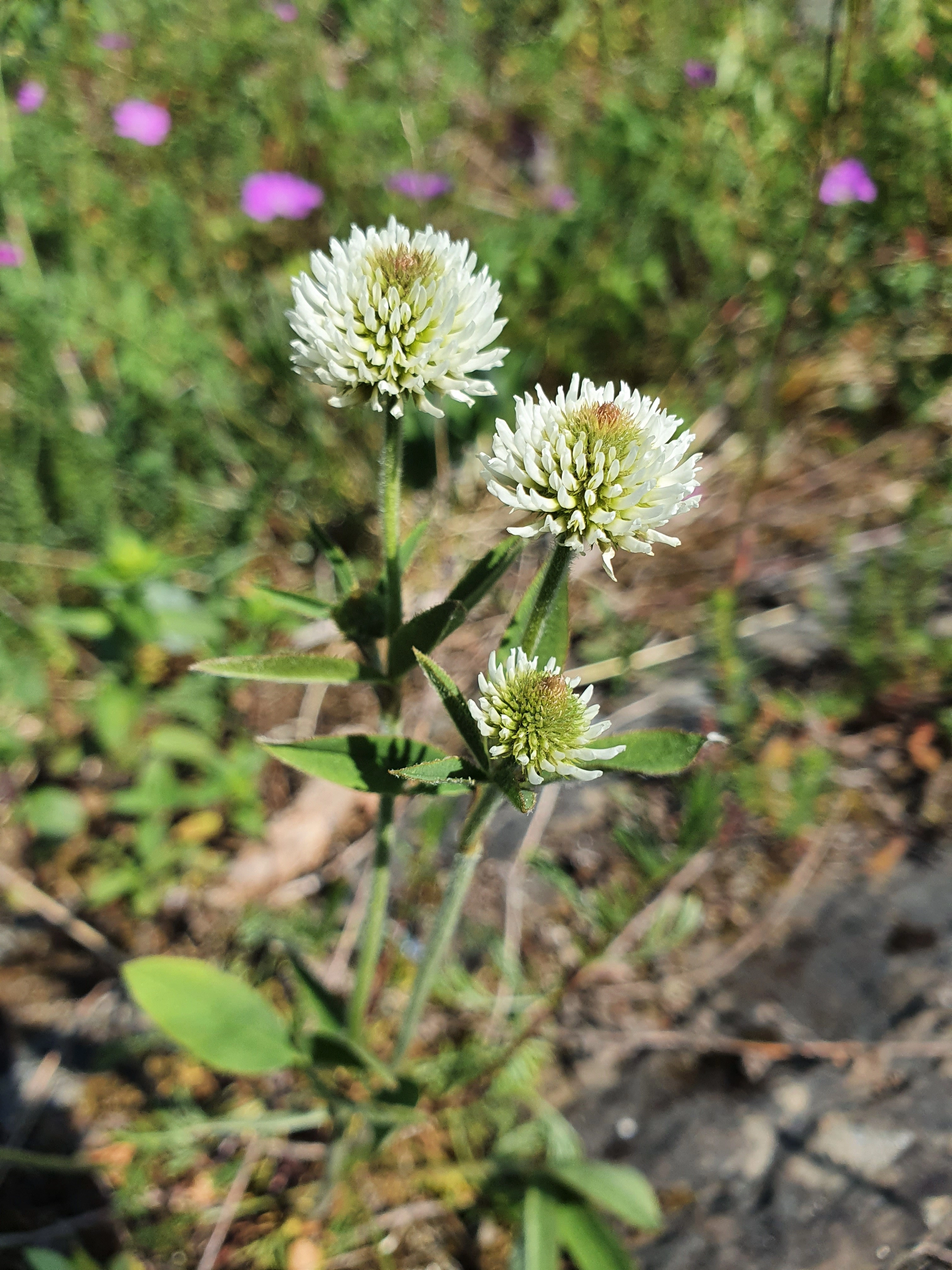 : Trifolium montanum.