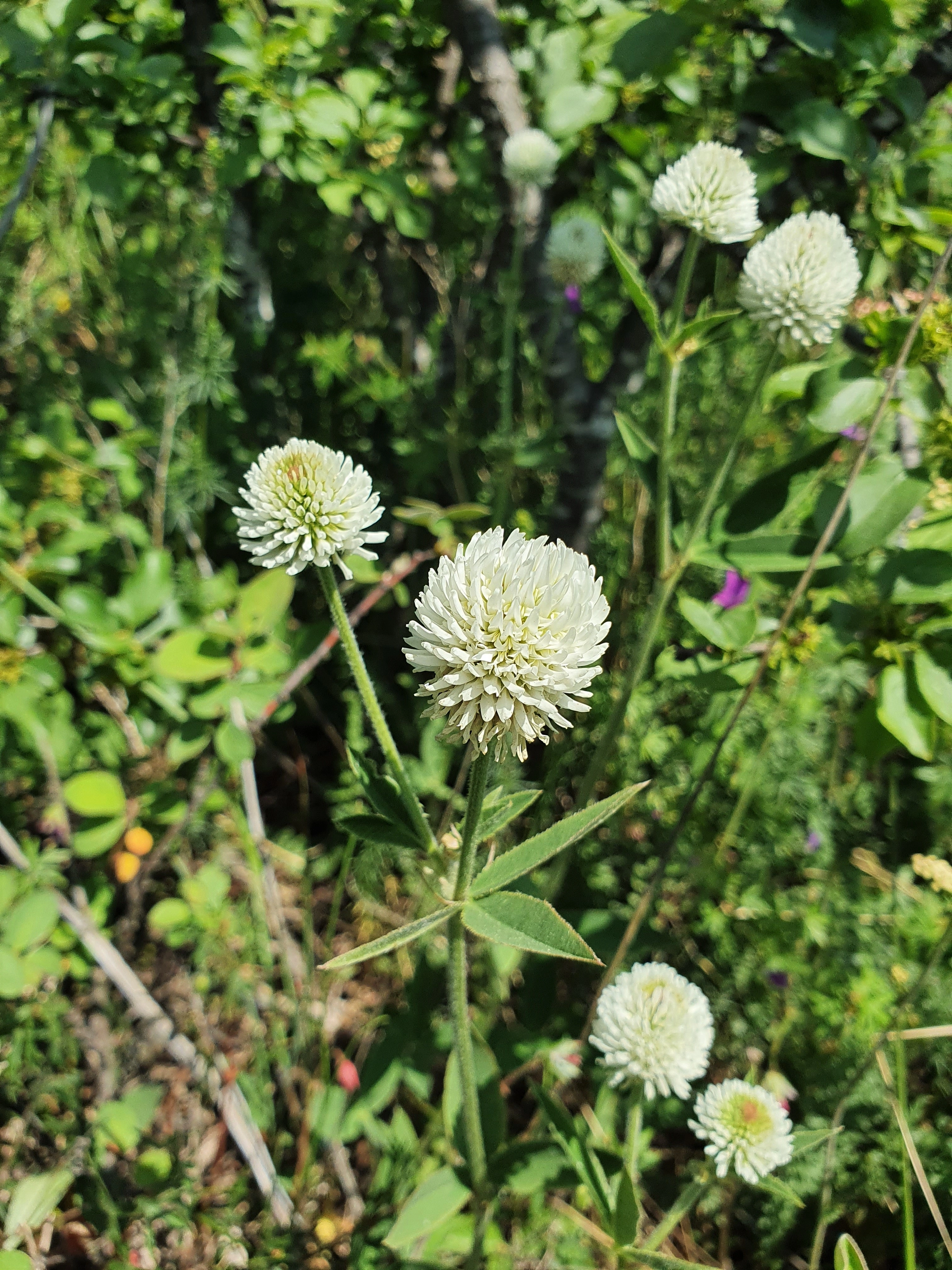 : Trifolium montanum.