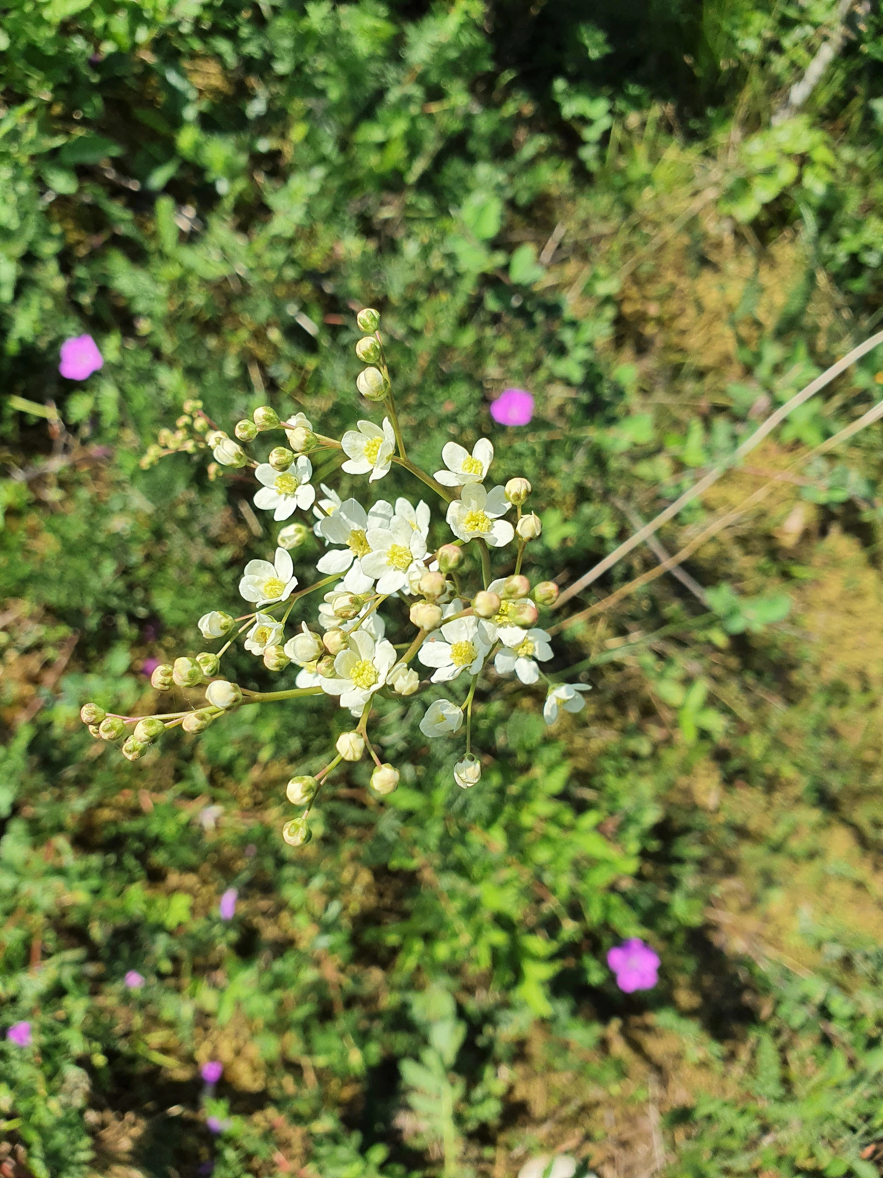 : Filipendula vulgaris.