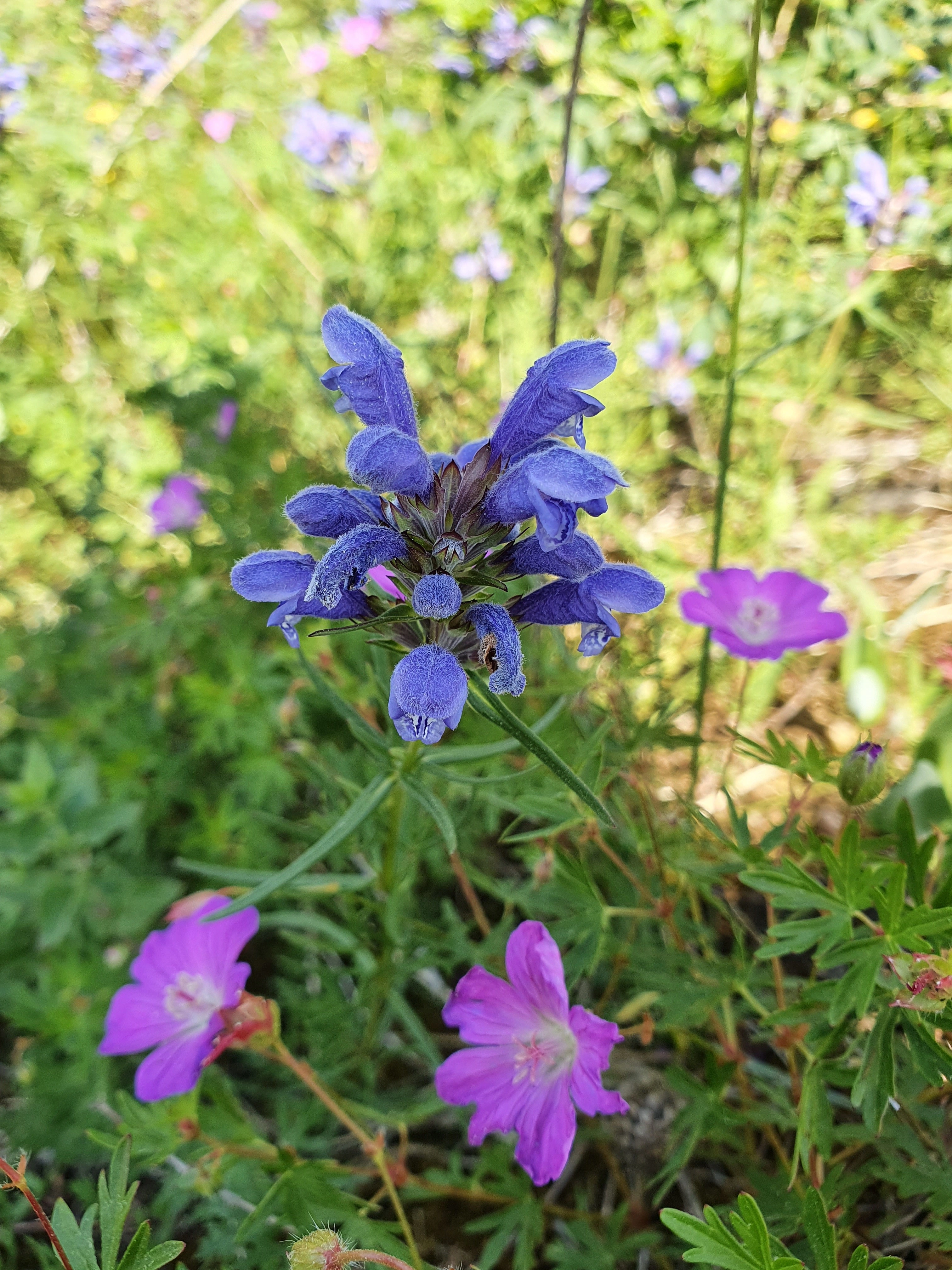 : Dracocephalum ruyschiana.