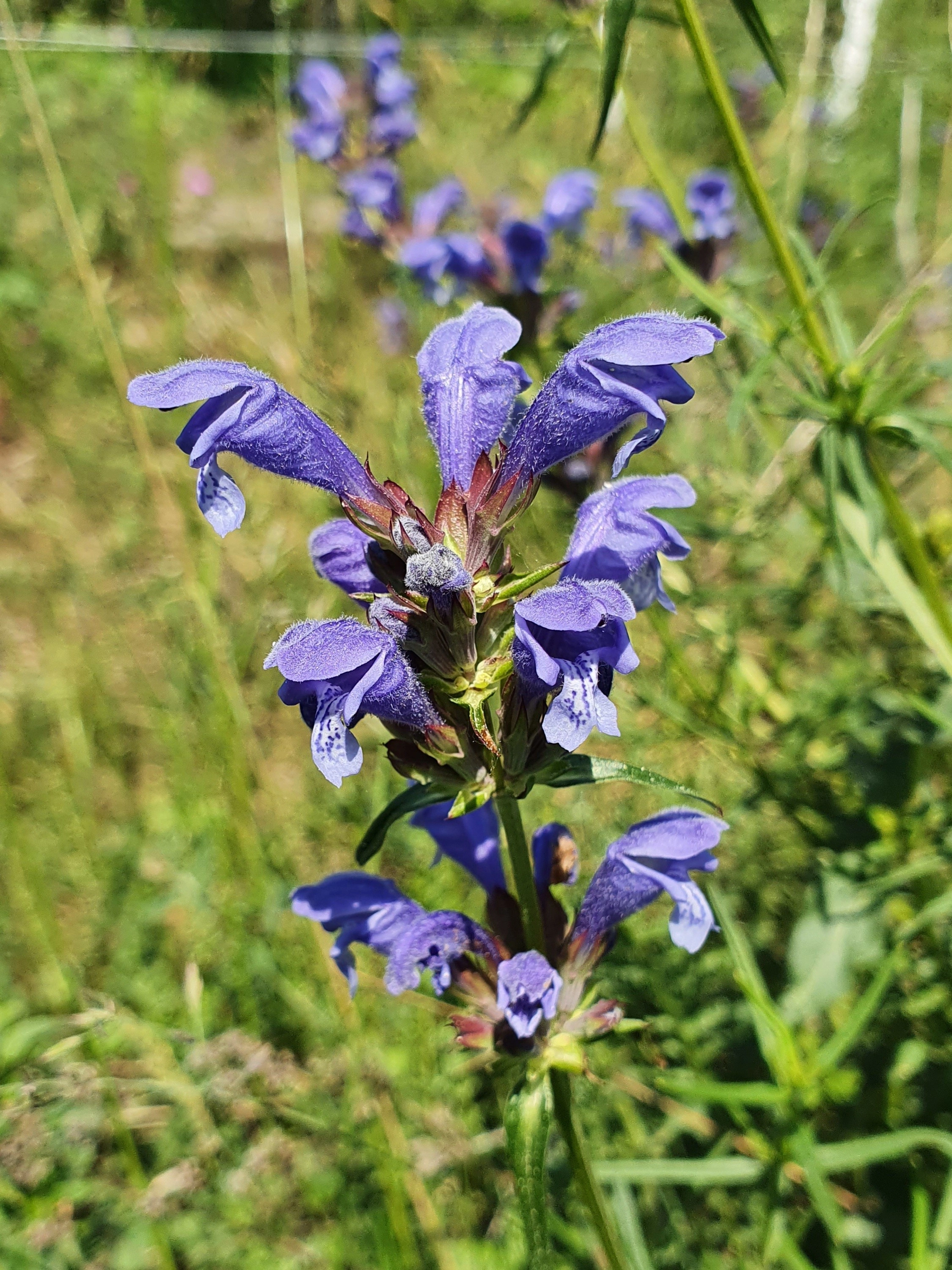 : Dracocephalum ruyschiana.