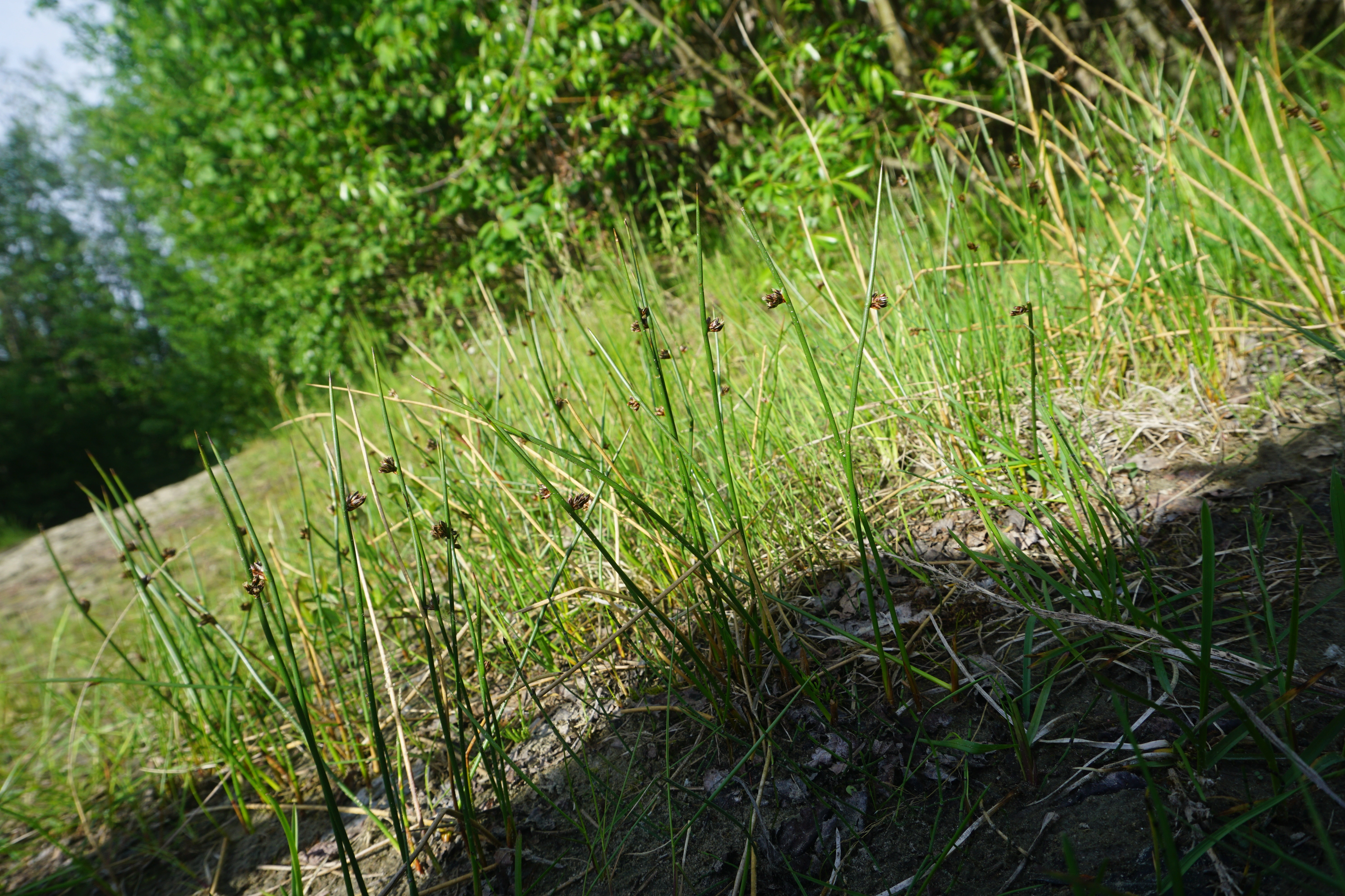 : Juncus arcticus.