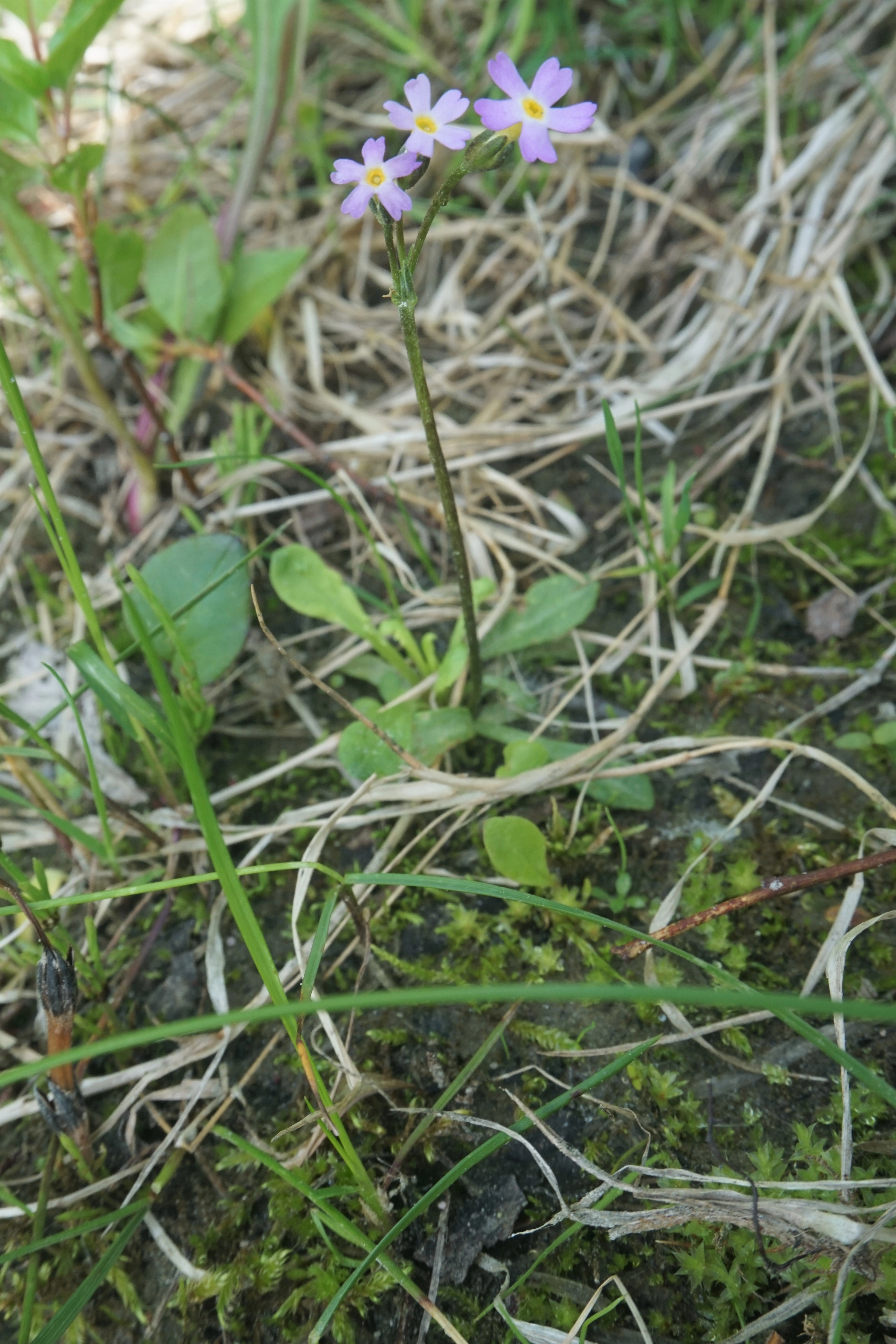 : Primula stricta.