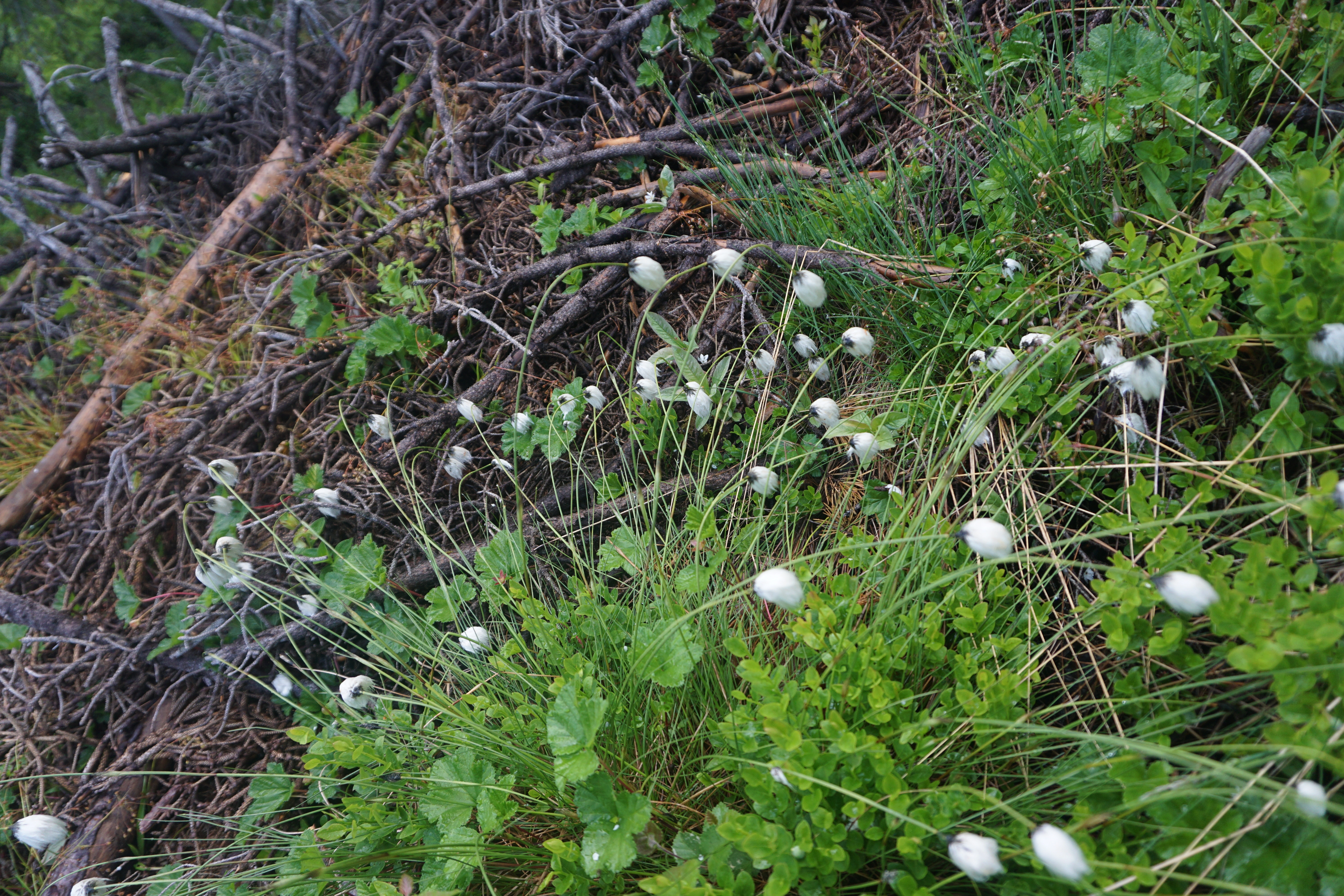 : Eriophorum vaginatum.