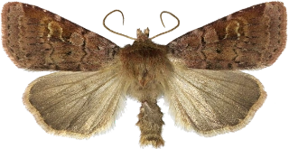 skogteglfly