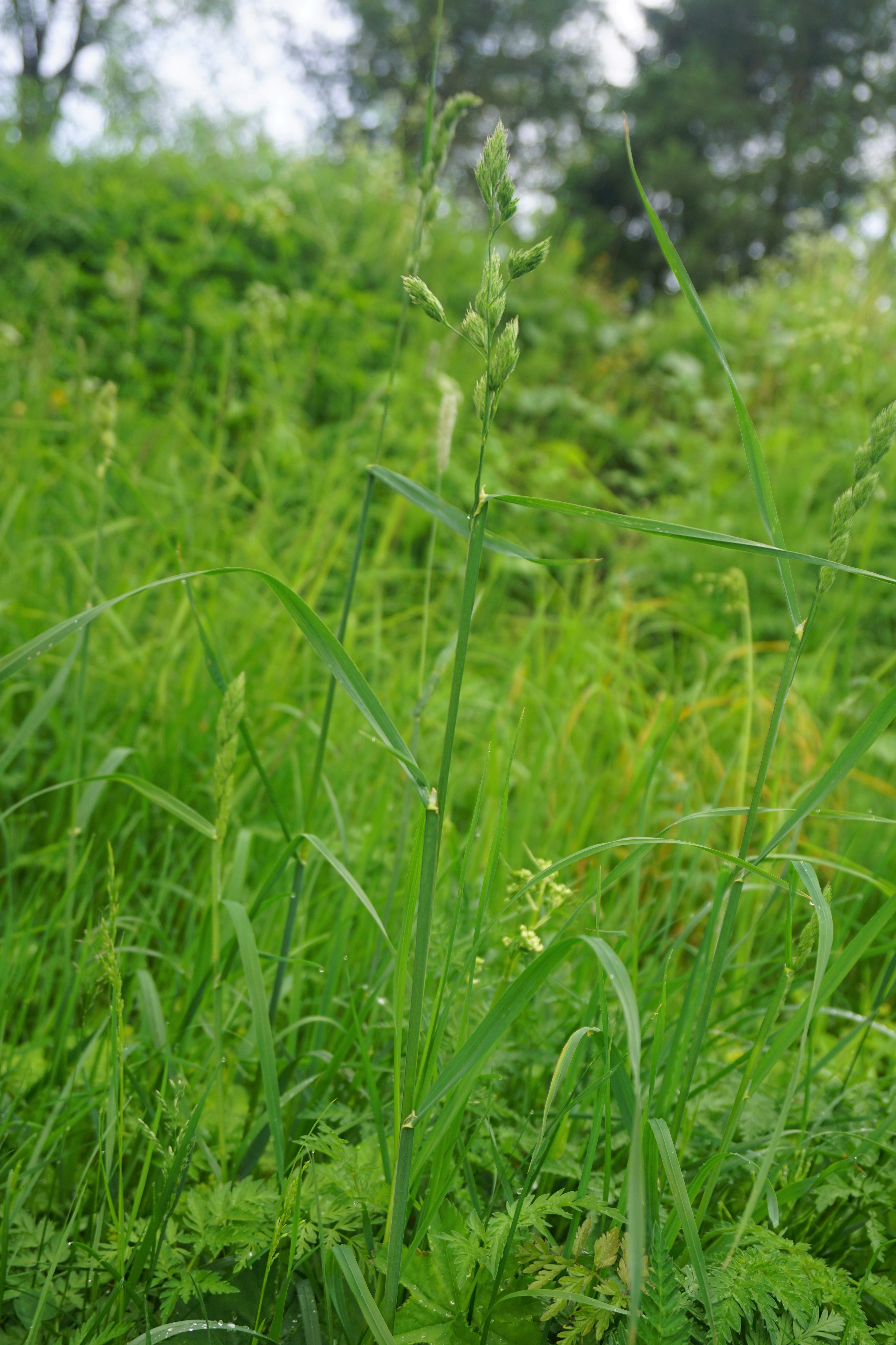 : Dactylis glomerata.