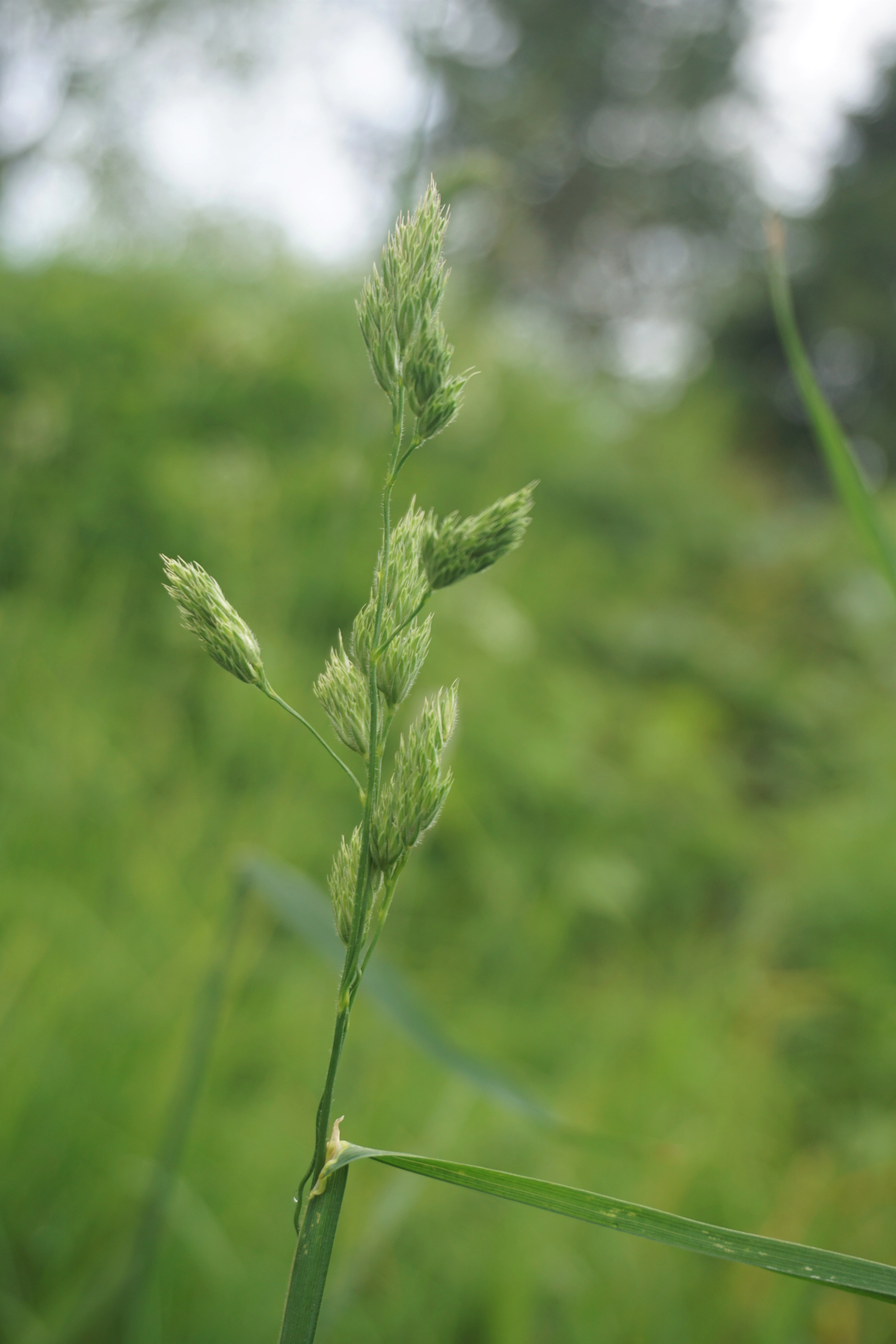 : Dactylis glomerata.