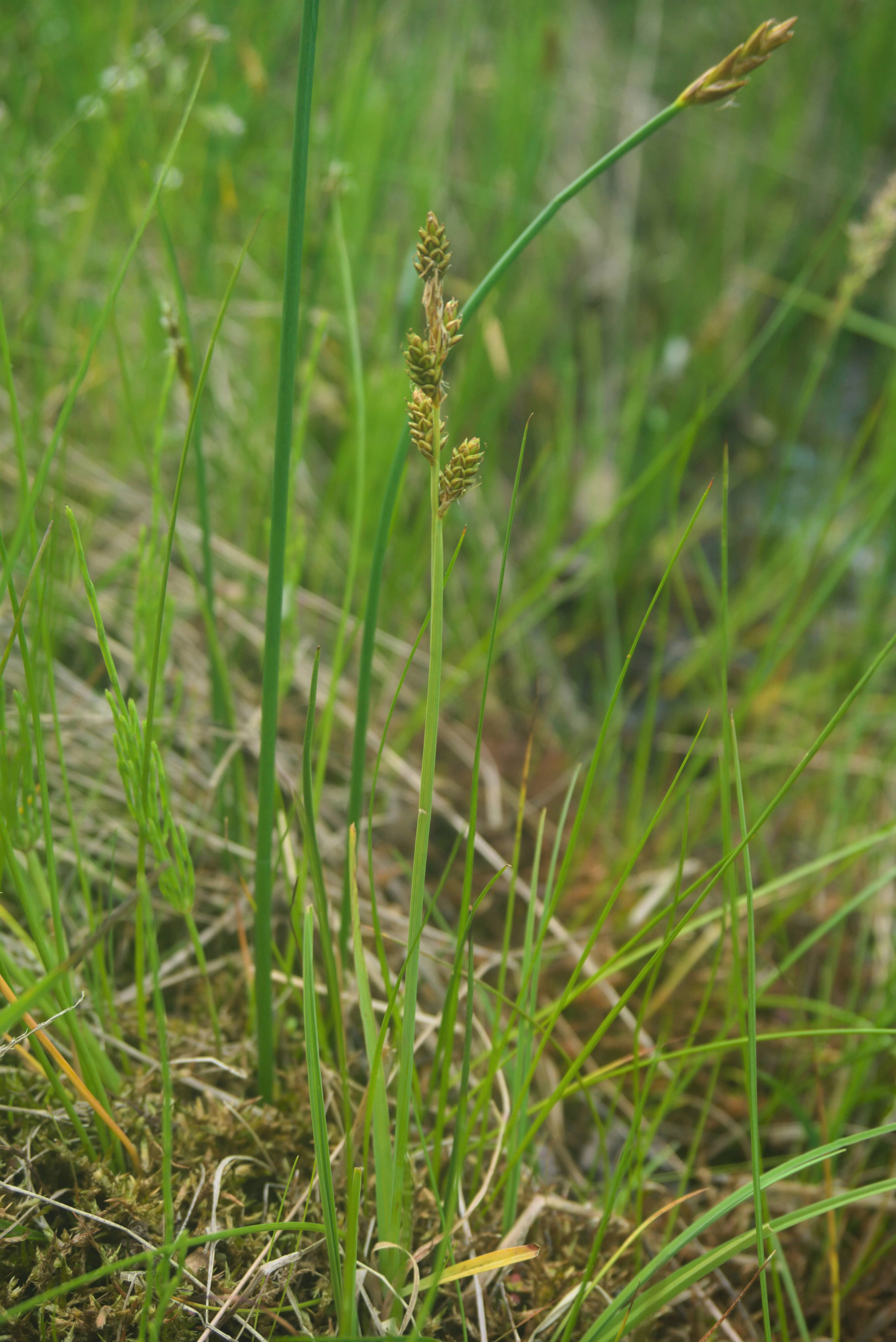 : Carex mackenziei.